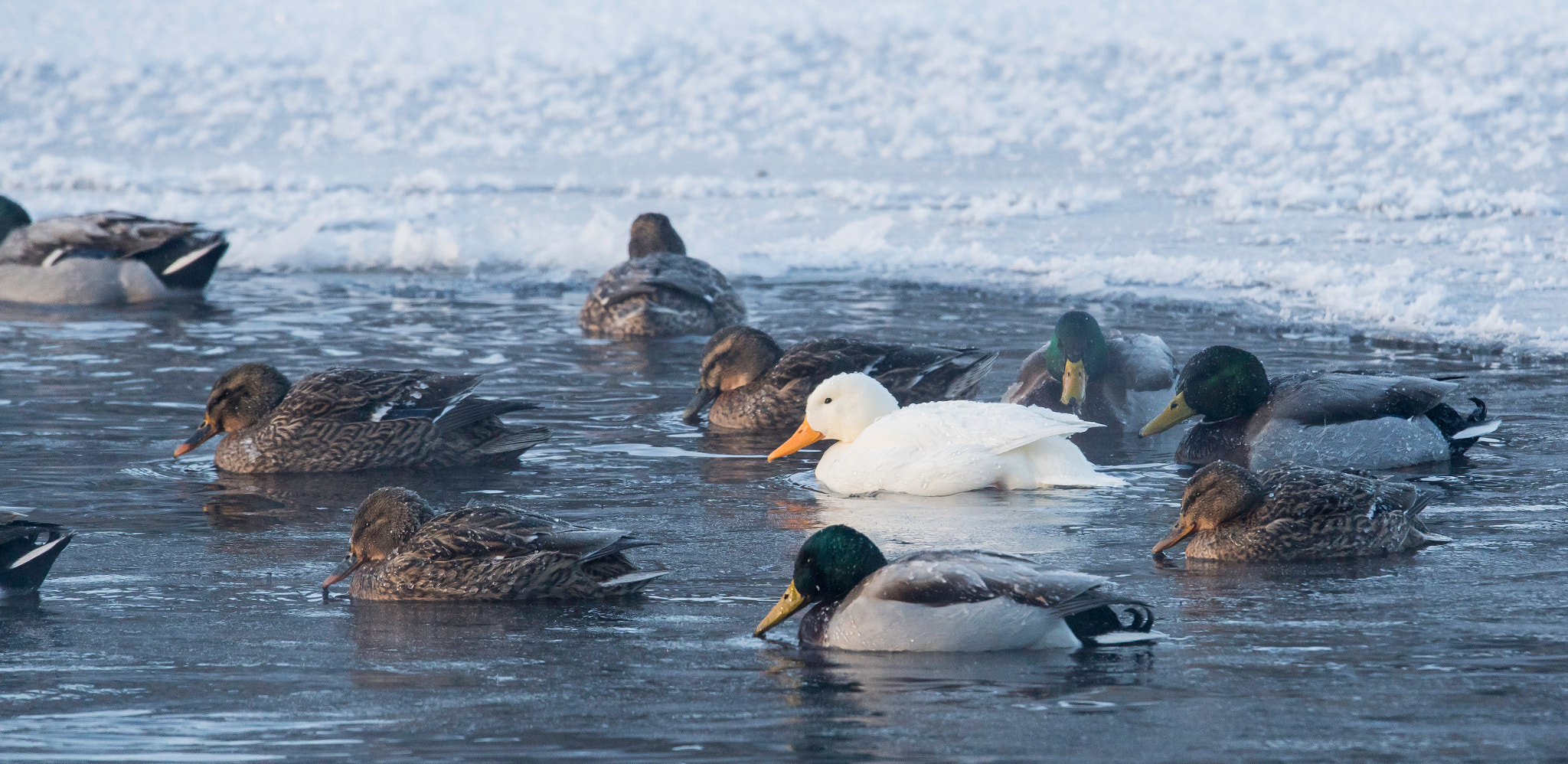 Sony ILCA-77M2 + Sigma 150-500mm F5-6.3 DG OS HSM sample photo. Albino mallard photography