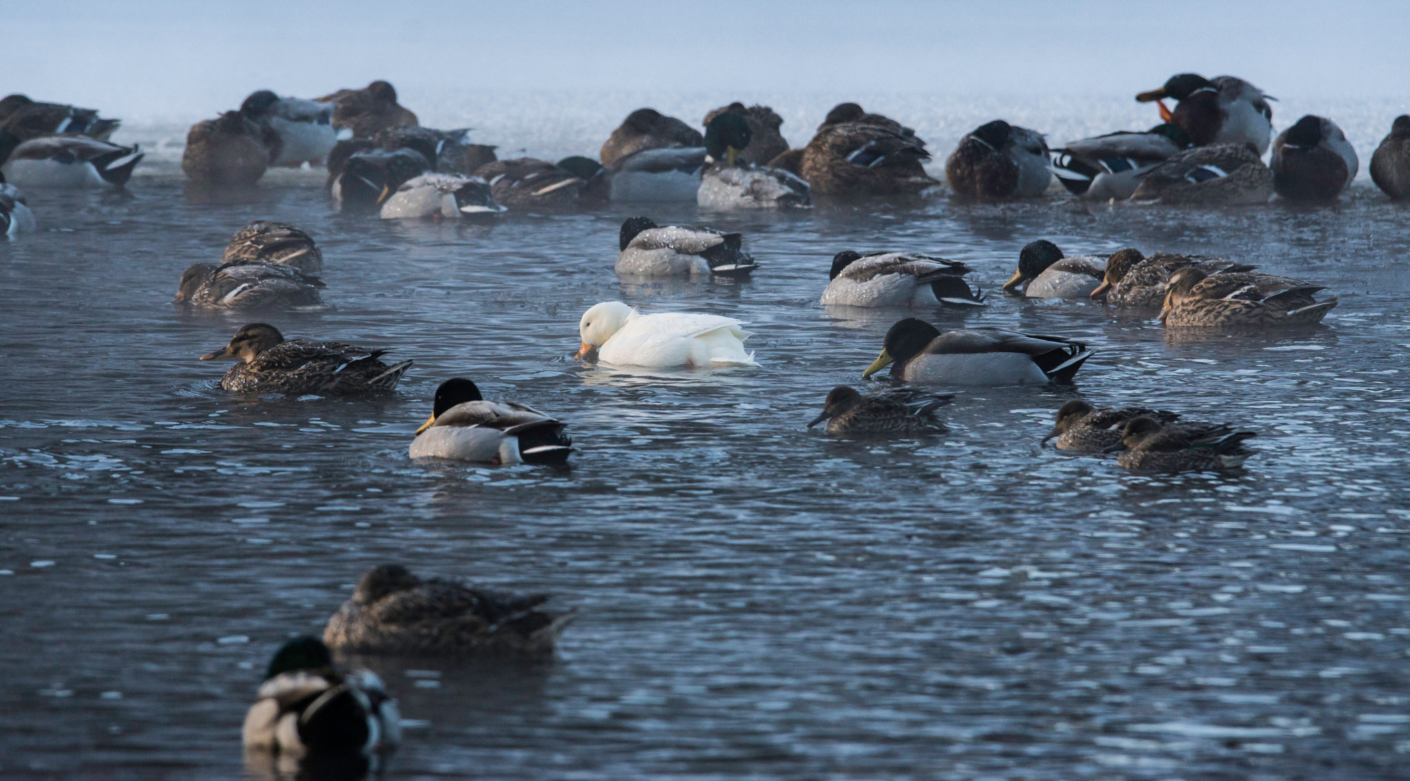 Sony ILCA-77M2 + Sigma 150-500mm F5-6.3 DG OS HSM sample photo. Albino mallard photography