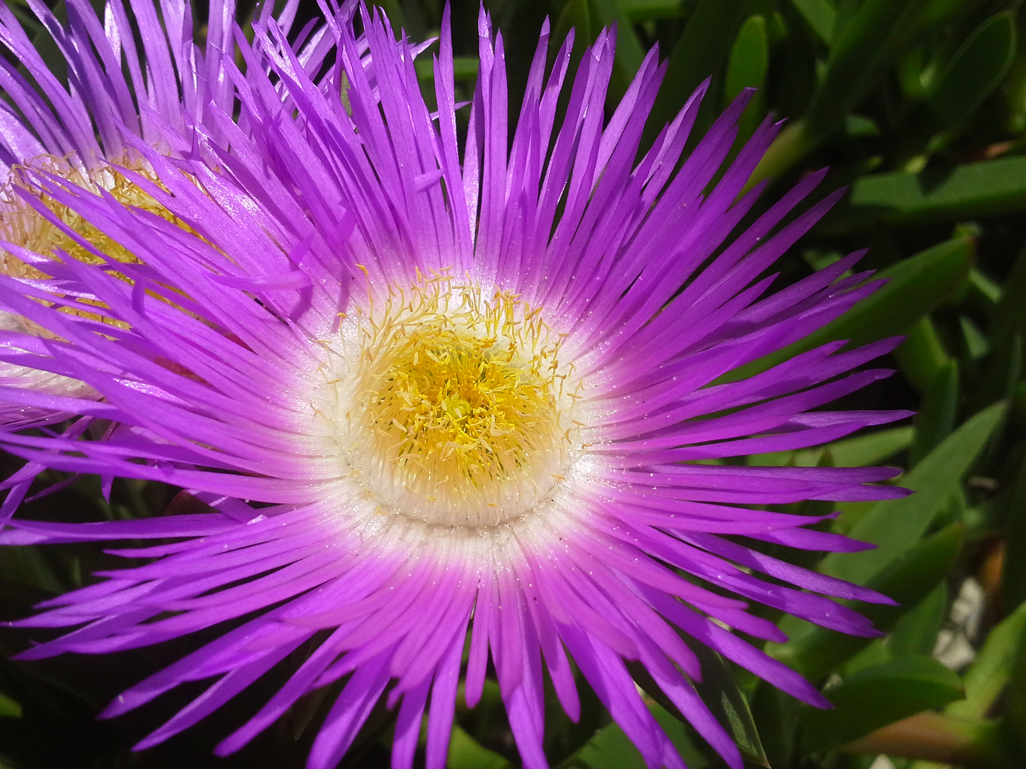 Samsung Galaxy Beam sample photo. Typical flower in southern brazil coast photography