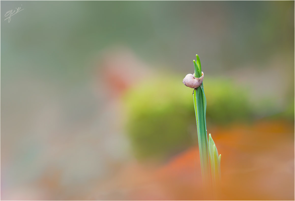 Sigma 150mm F2.8 EX DG OS Macro HSM sample photo. Little snail spiteful photography