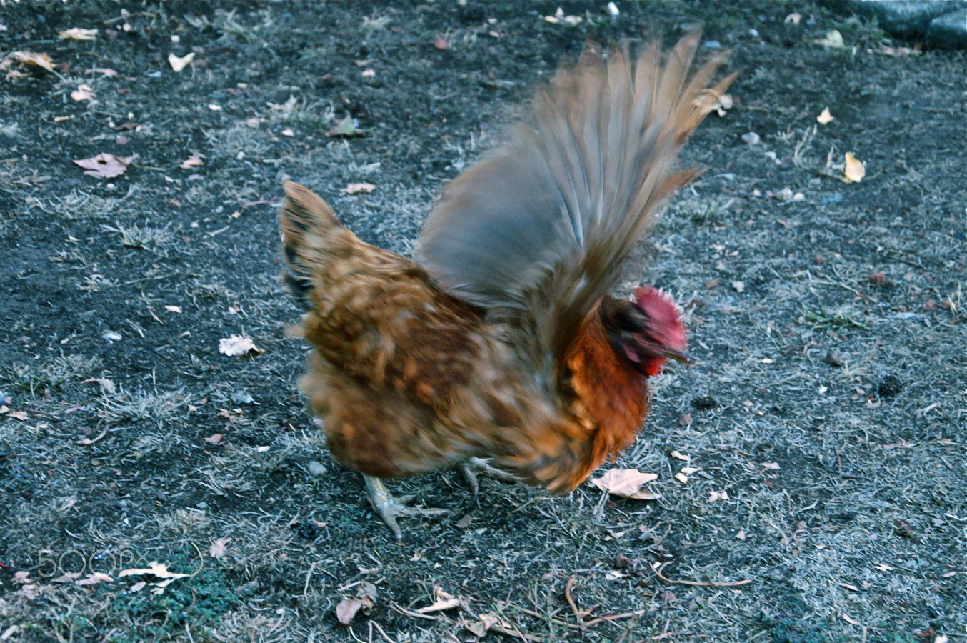 Nikon D50 sample photo. Hilary clinton photography