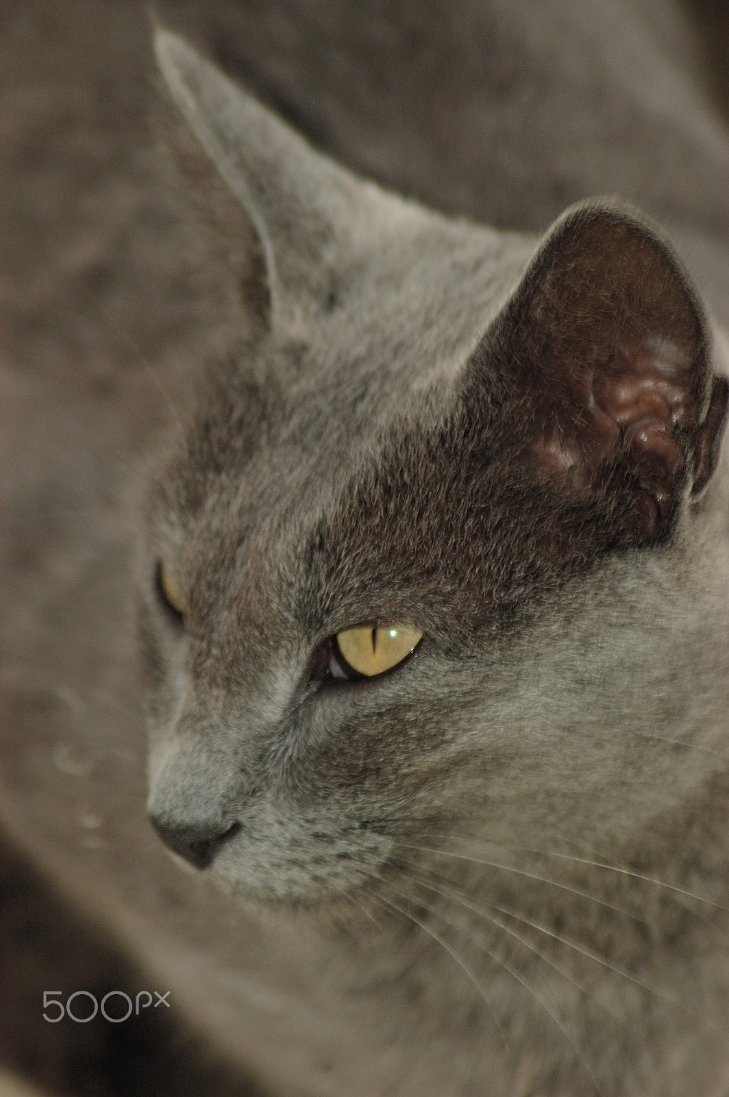 Nikon D100 sample photo. Yellow eyes photography