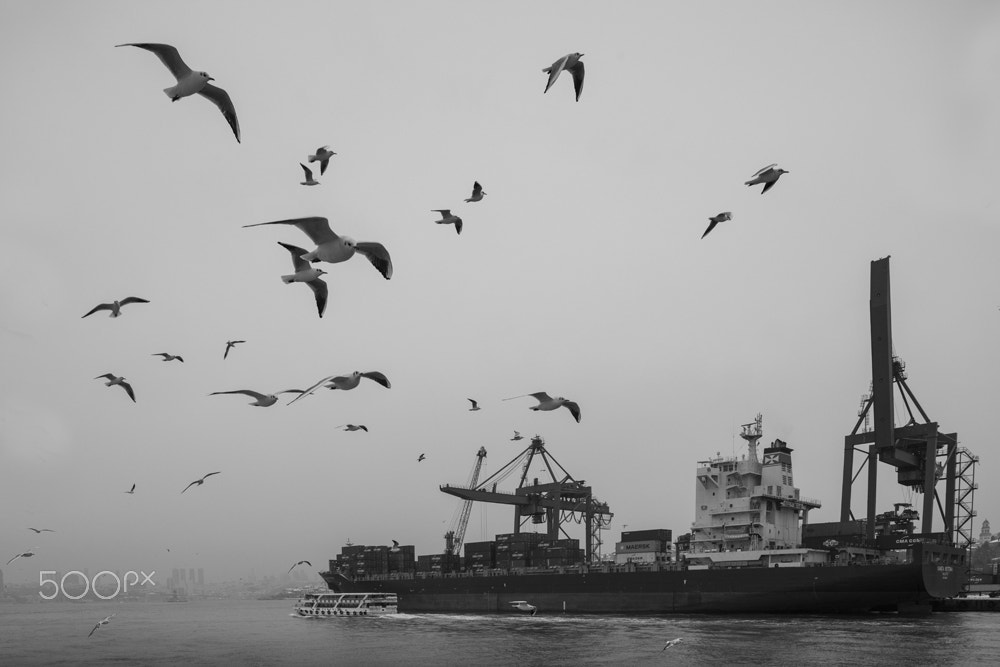 Nikon D800E + Nikon PC-E Nikkor 24mm F3.5D ED Tilt-Shift sample photo. Seagull  & istanbul photography