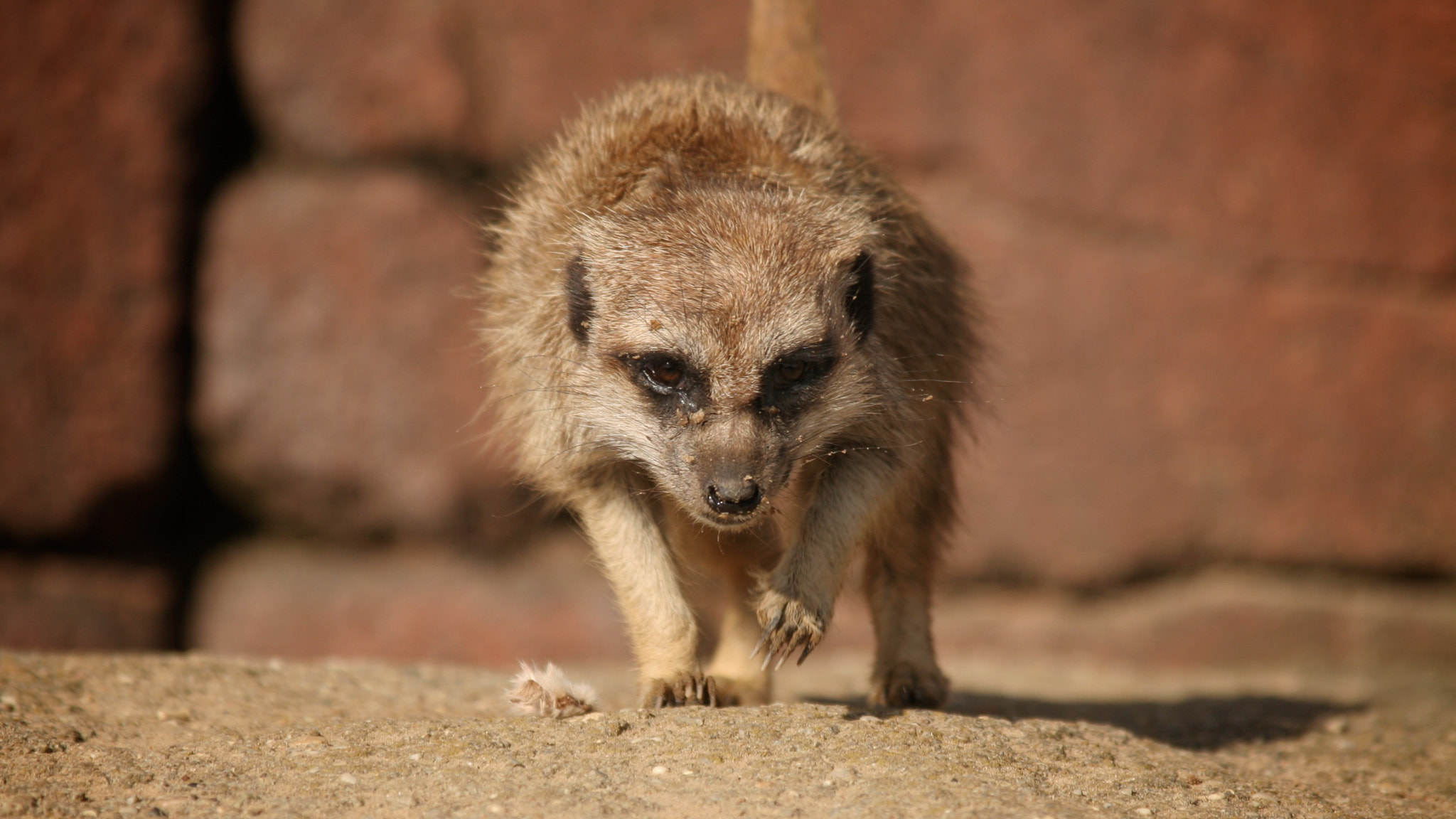 Canon EF 28-135mm F3.5-5.6 IS USM sample photo. Meerkat photography
