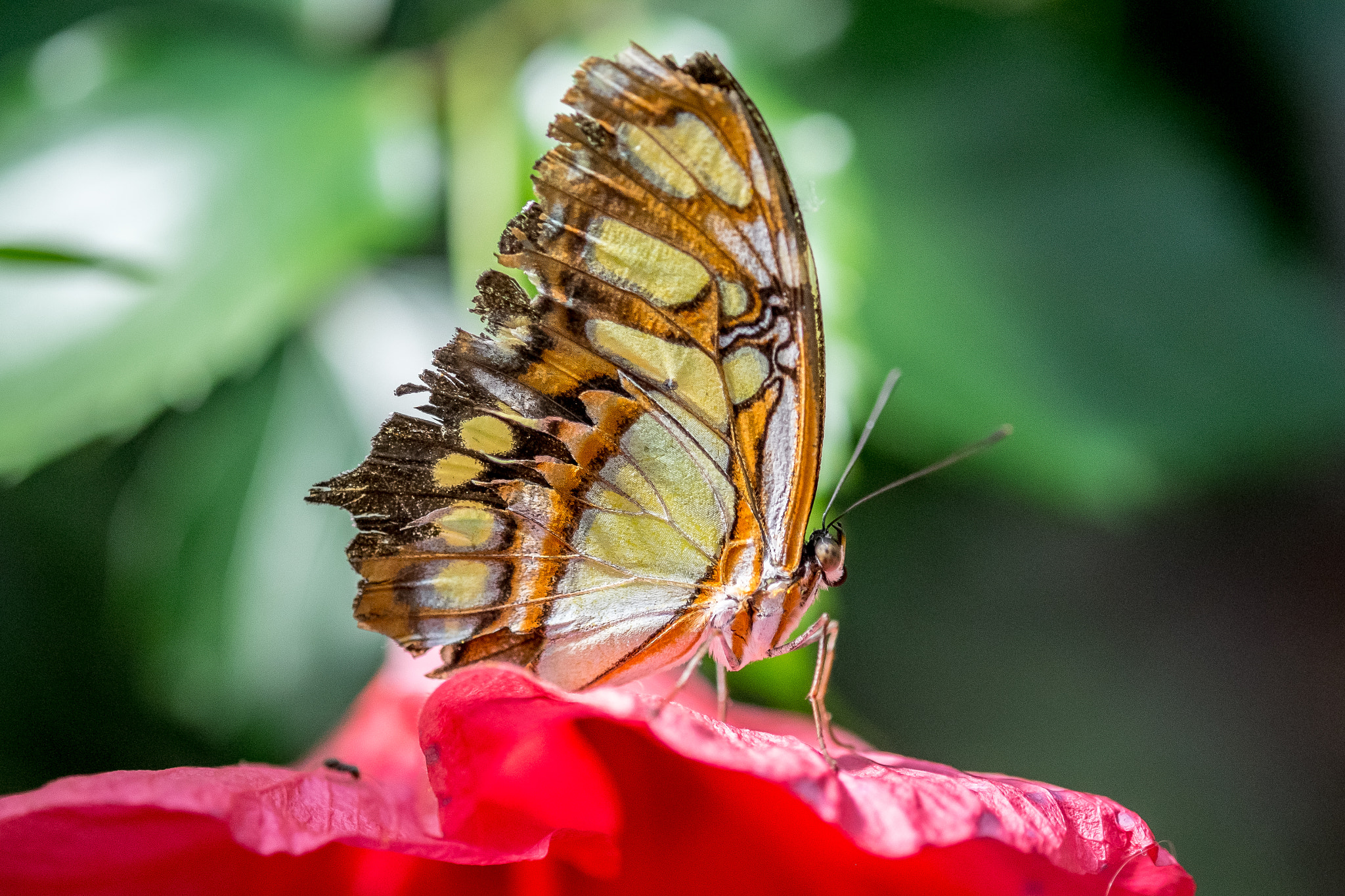 Fujifilm X-M1 + Fujifilm XF 60mm F2.4 R Macro sample photo. Broken wings photography