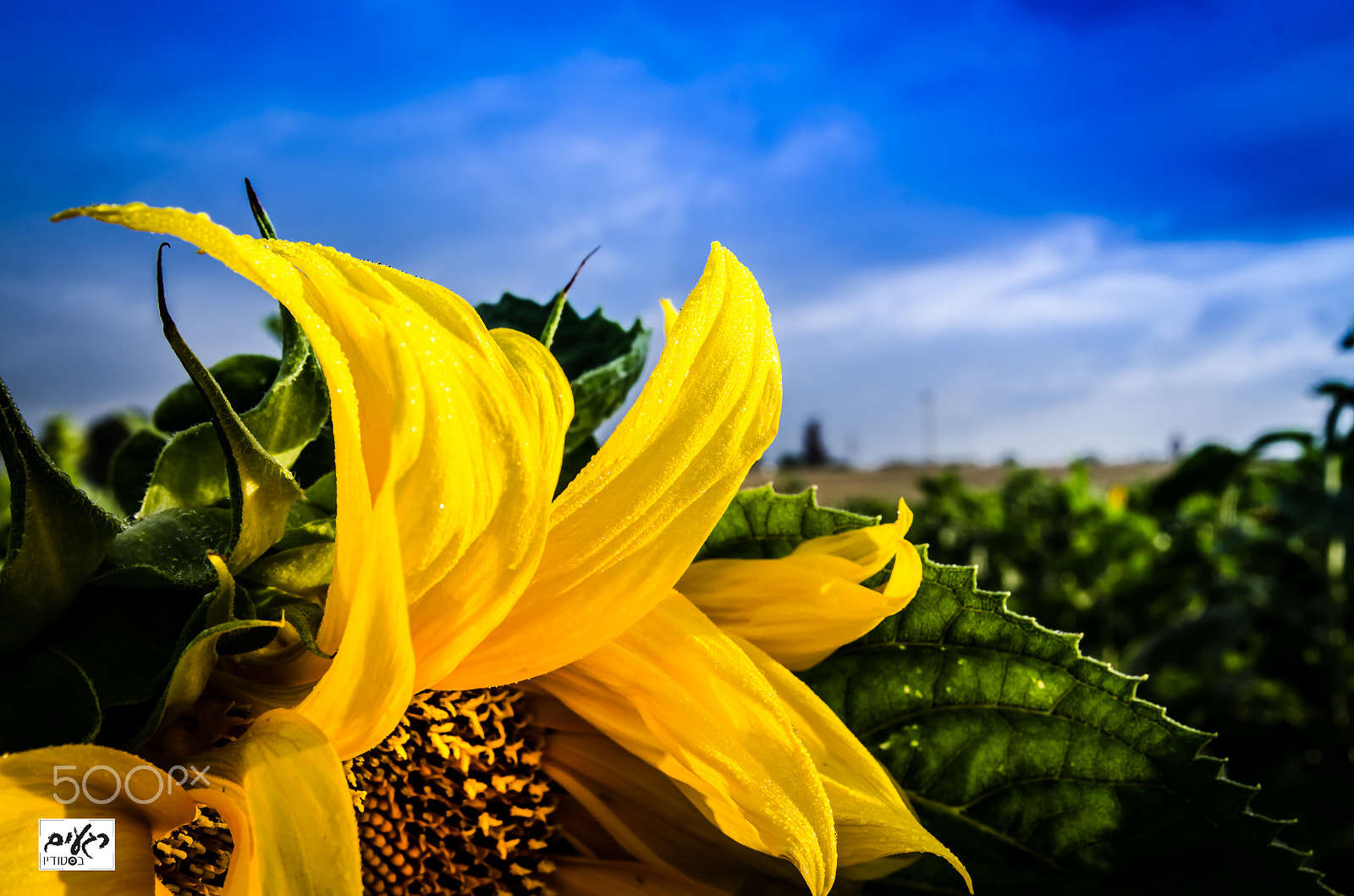 Sigma 17-70mm F2.8-4.5 DC Macro Asp. IF sample photo. Sunflower photography