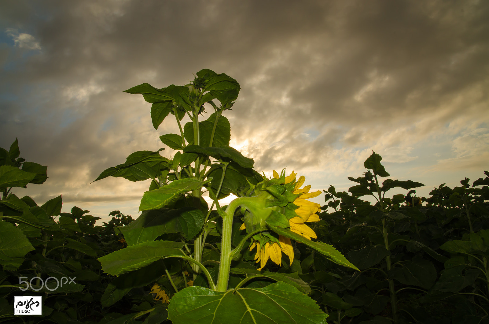 Sigma 17-70mm F2.8-4.5 DC Macro Asp. IF sample photo. Sunflower photography