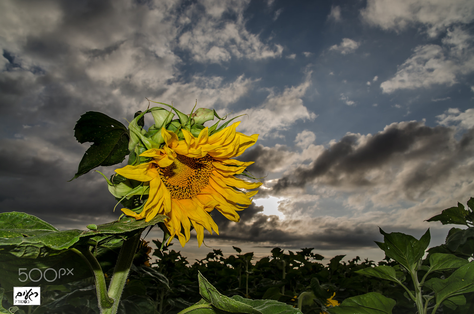 Sigma 17-70mm F2.8-4.5 DC Macro Asp. IF sample photo. Sunflower photography