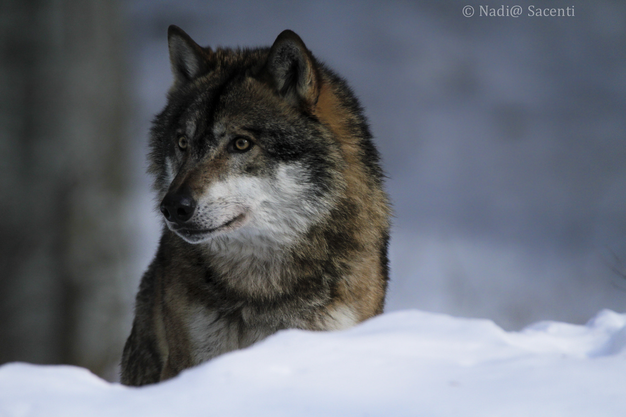 Canon EOS 7D + Tamron SP 150-600mm F5-6.3 Di VC USD sample photo. Wolf photography