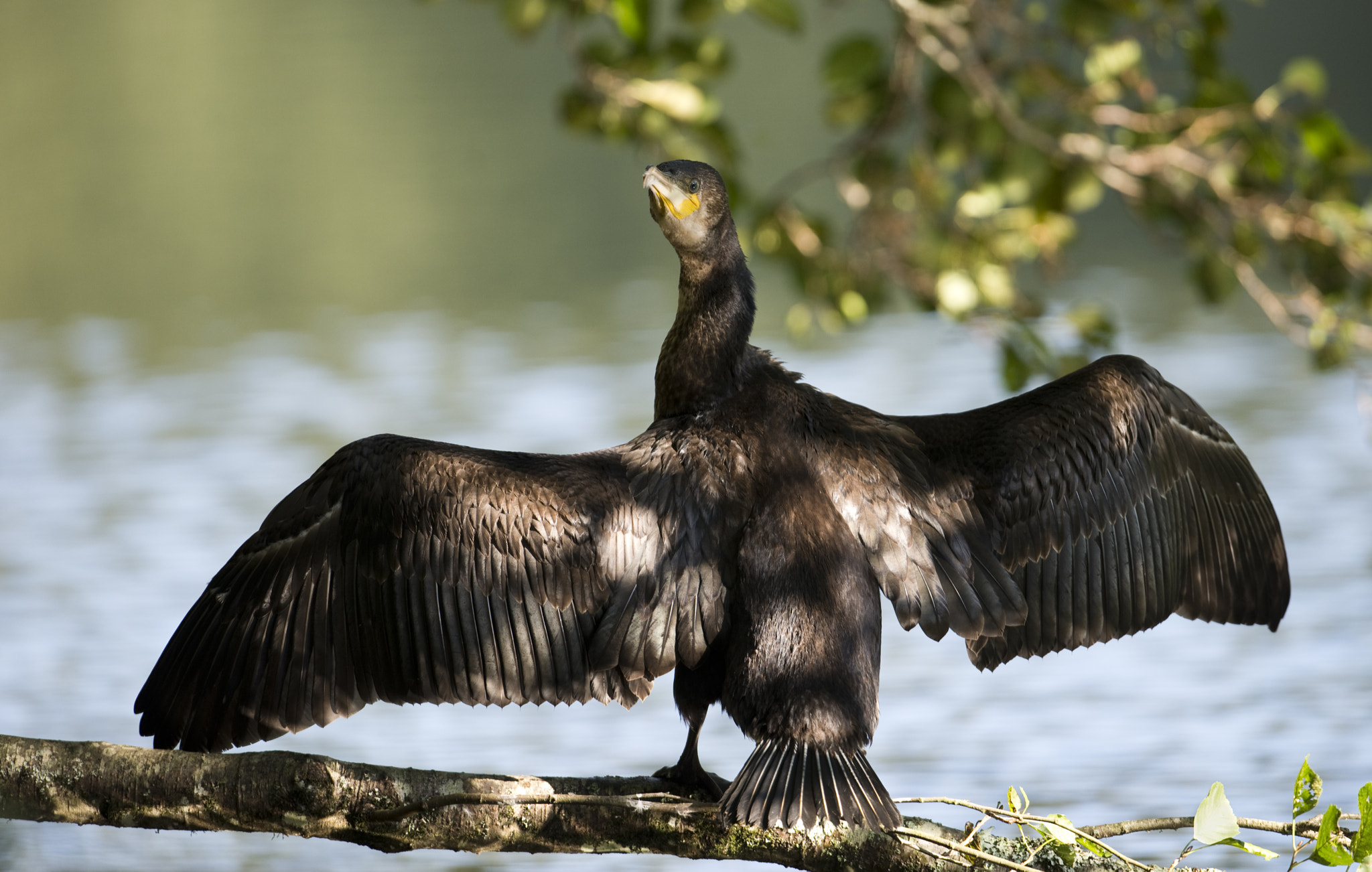 Nikon D610 + Nikon AF-S Nikkor 500mm F4G ED VR sample photo. Cormorant photography