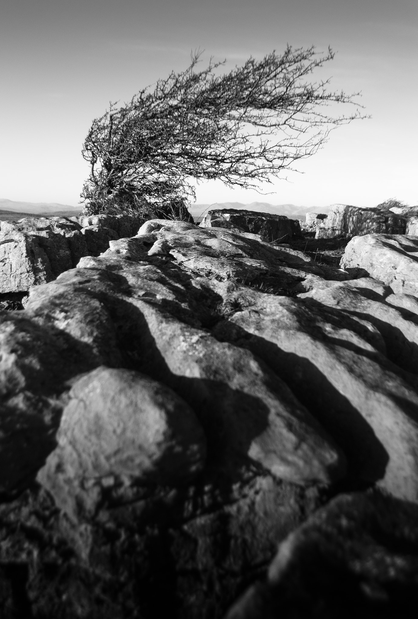 Sony Alpha DSLR-A300 sample photo. Windswept photography