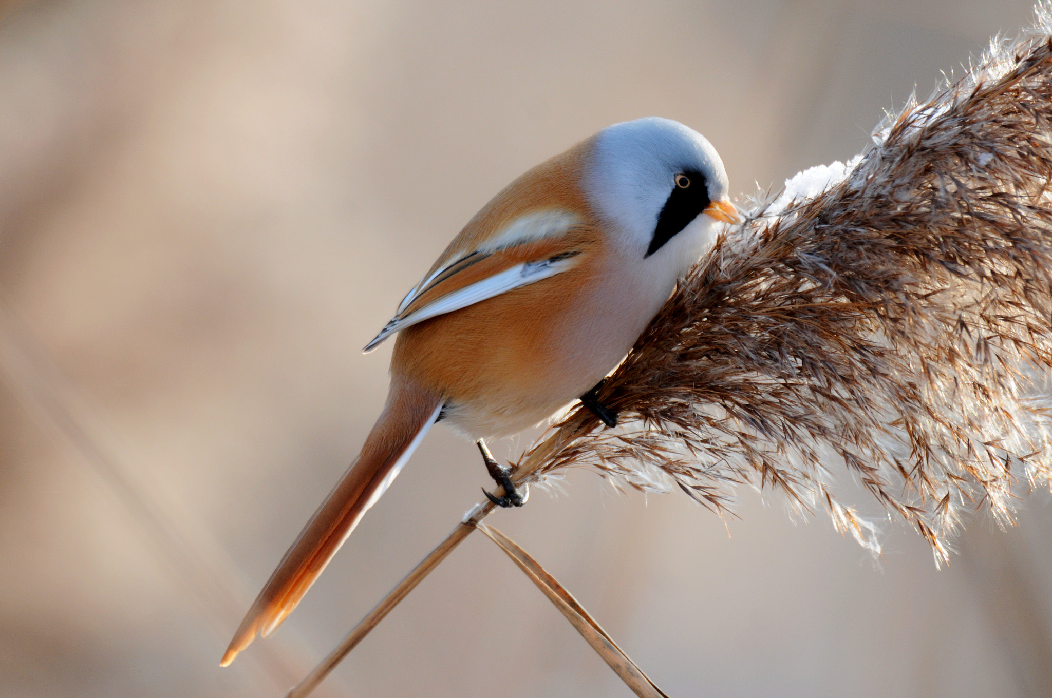 Nikon D300 + AF-S Nikkor 600mm f/4D IF-ED sample photo. Bearded tit photography