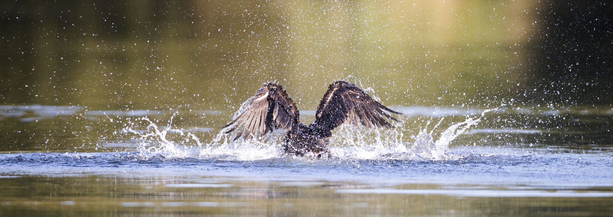 Nikon D610 + Nikon AF-S Nikkor 500mm F4G ED VR sample photo. Cormorant photography