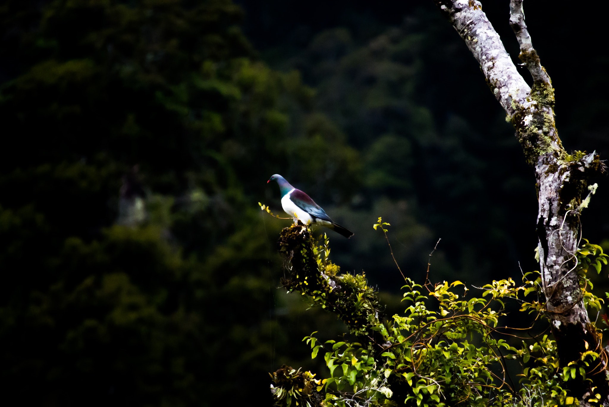 Nikon 1 Nikkor VR 70-300mm F4.5-5.6 sample photo. Perched photography