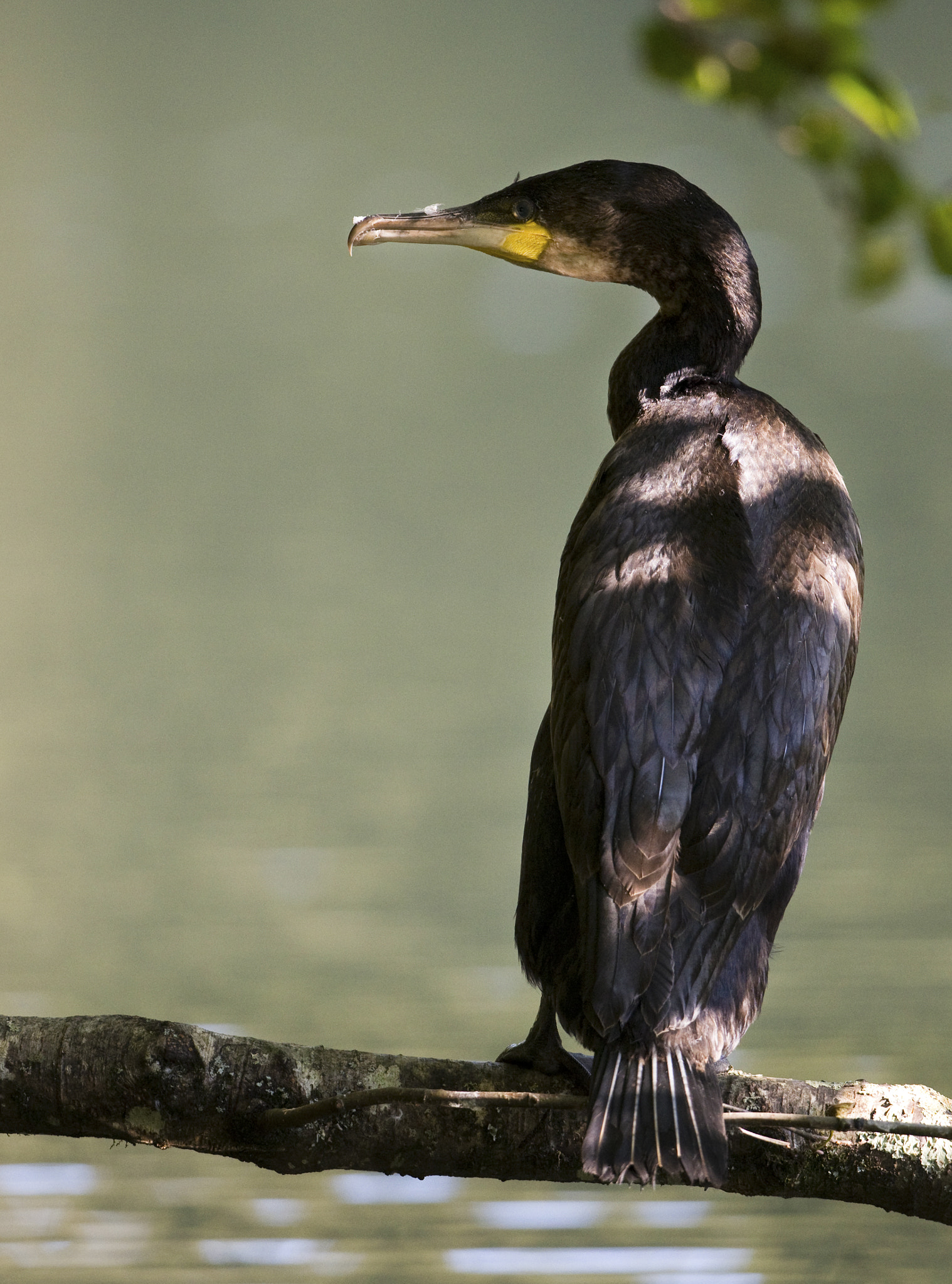 Nikon D610 + Nikon AF-S Nikkor 500mm F4G ED VR sample photo. Cormorant photography