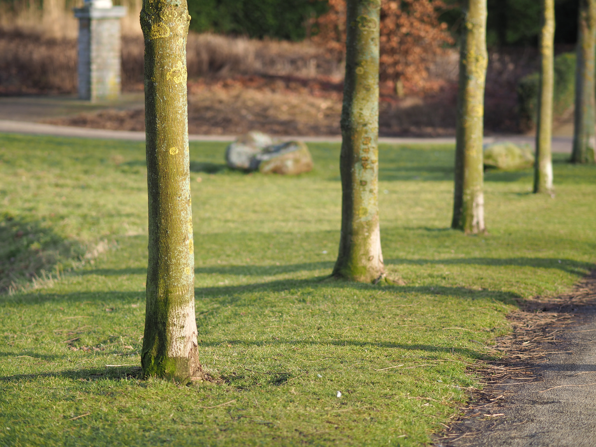 Olympus OM-D E-M10 + Olympus M.Zuiko Digital ED 75mm F1.8 sample photo. Row of trees photography