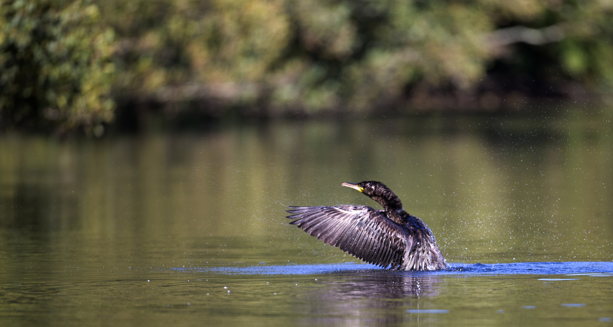 Nikon D610 + Nikon AF-S Nikkor 500mm F4G ED VR sample photo. Cormorant photography