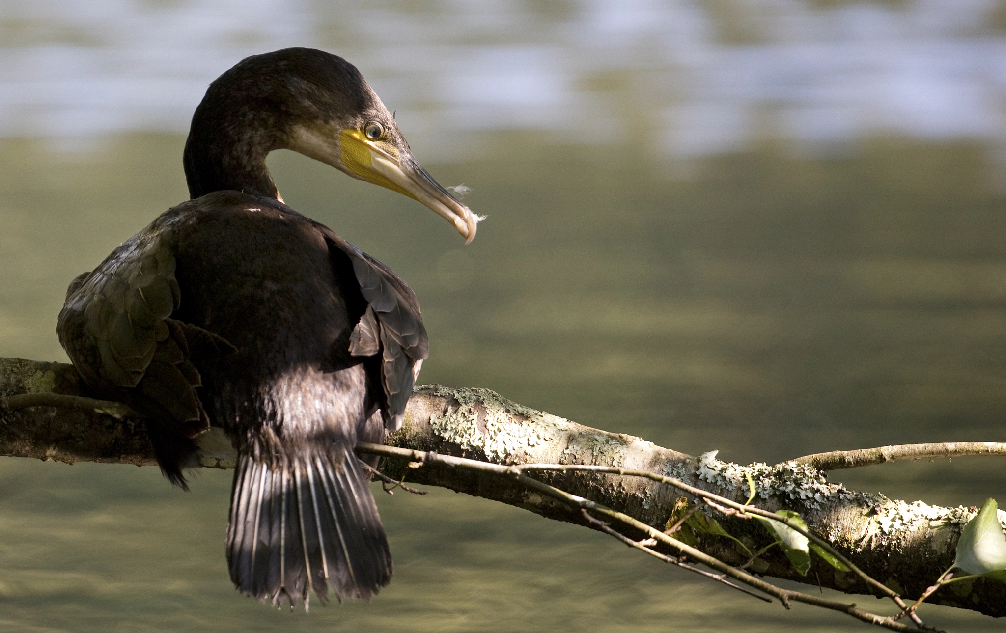 Nikon D610 + Nikon AF-S Nikkor 500mm F4G ED VR sample photo. Cormorant photography