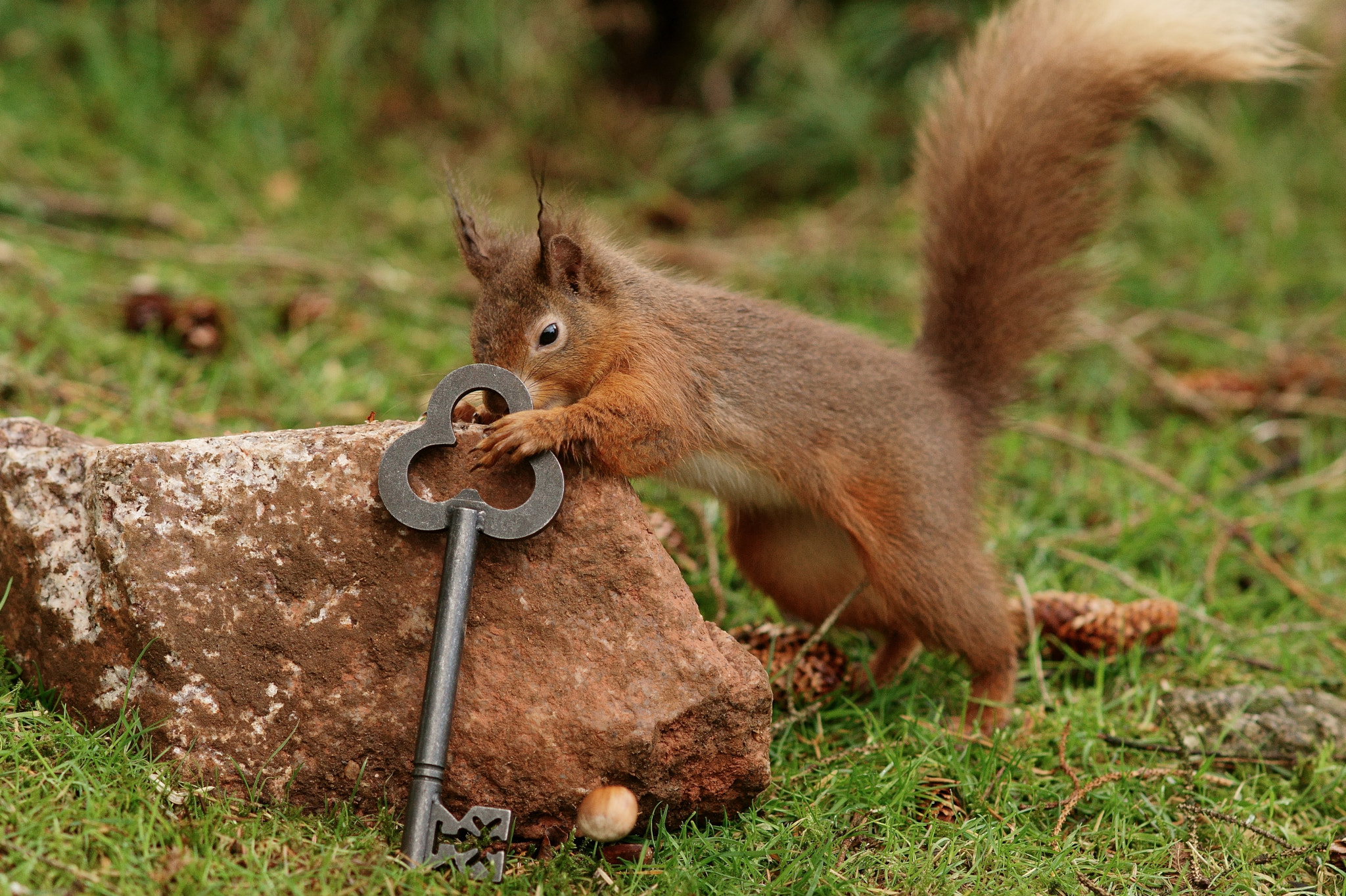 Sony Sonnar T* 135mm F1.8 ZA sample photo. Key to the hazelnut chest photography