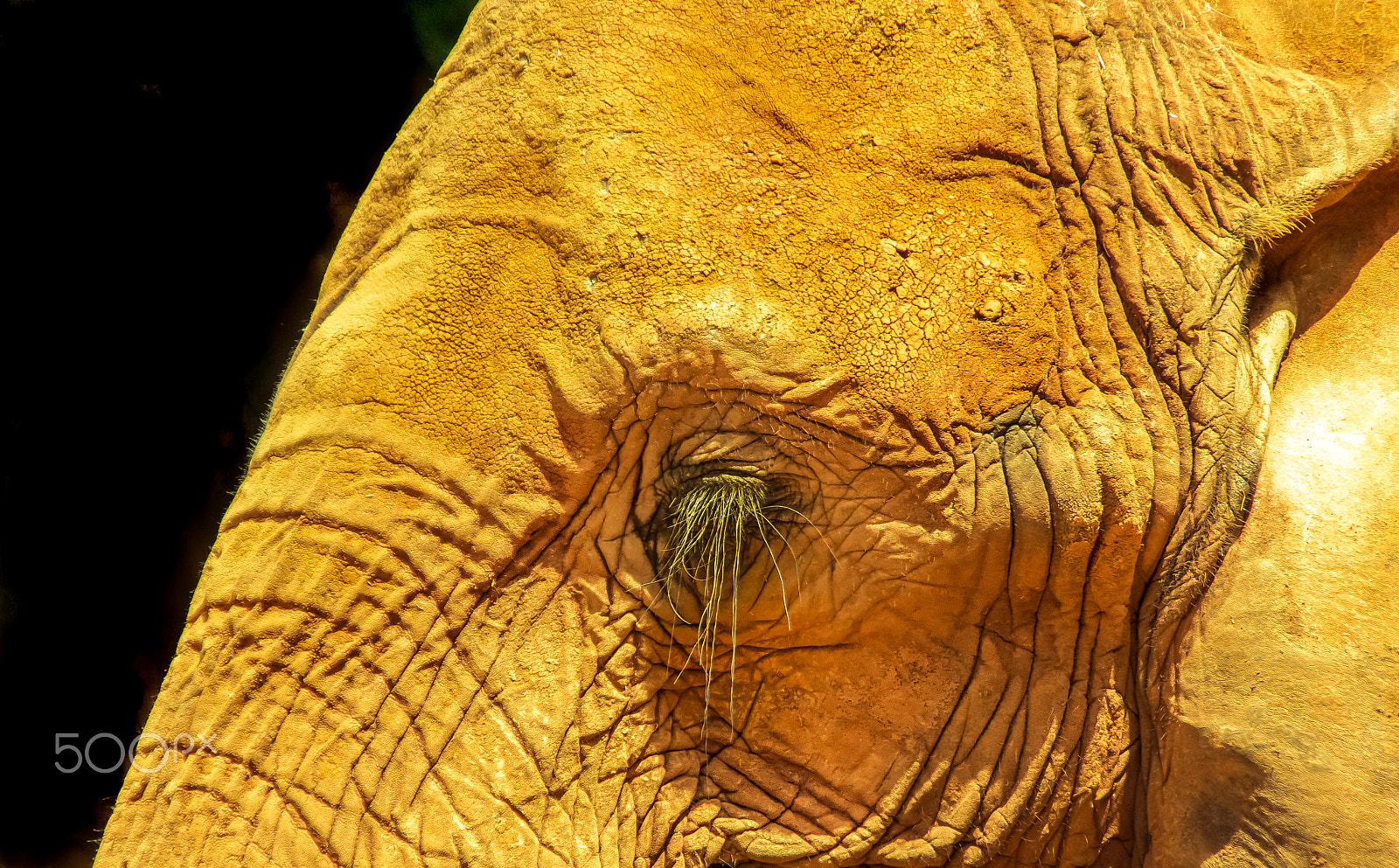 Sigma 18-250mm F3.5-6.3 DC OS HSM sample photo. An elephant photography