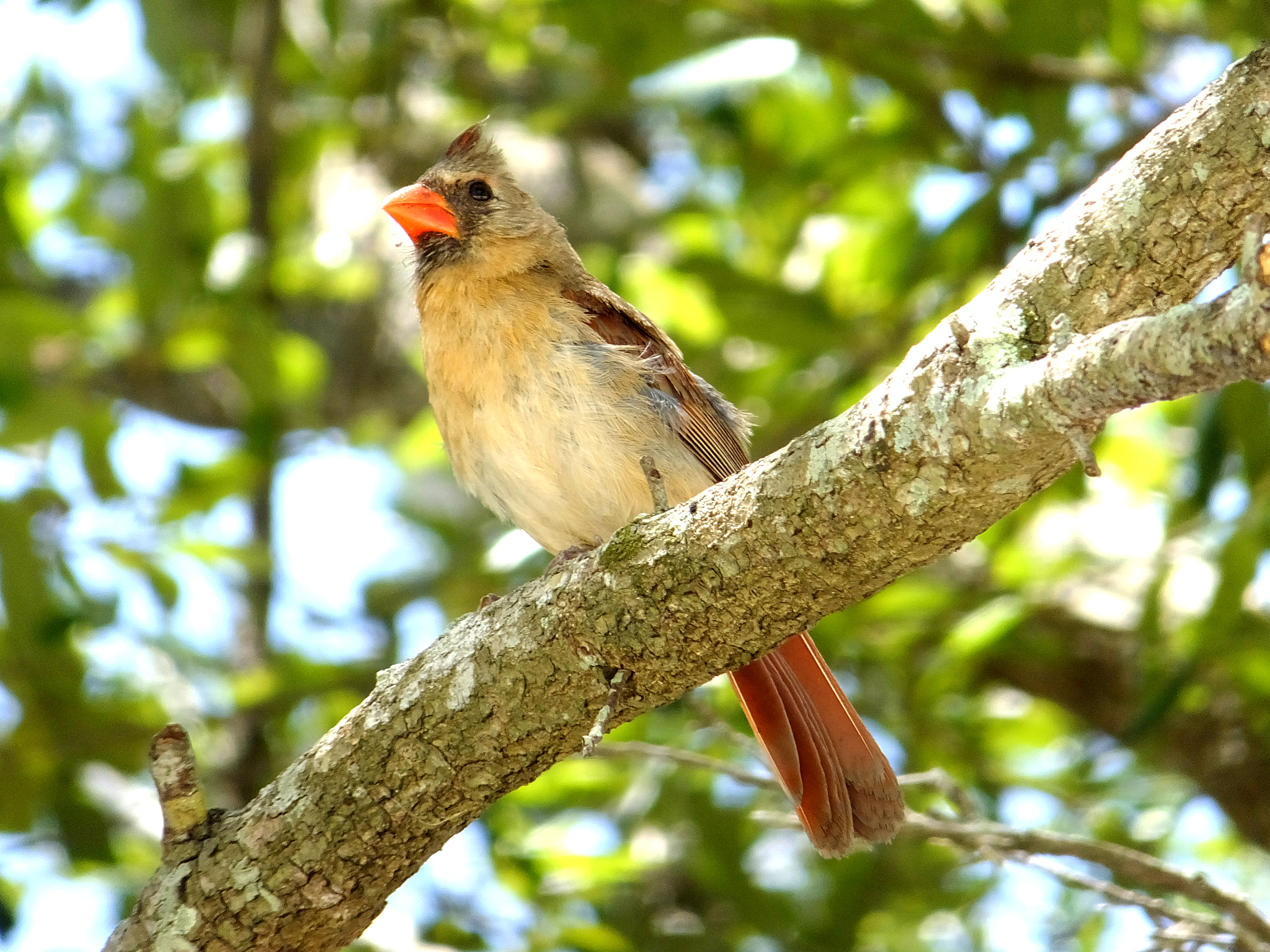 Fujifilm FinePix F850EXR sample photo. Female cardinal photography