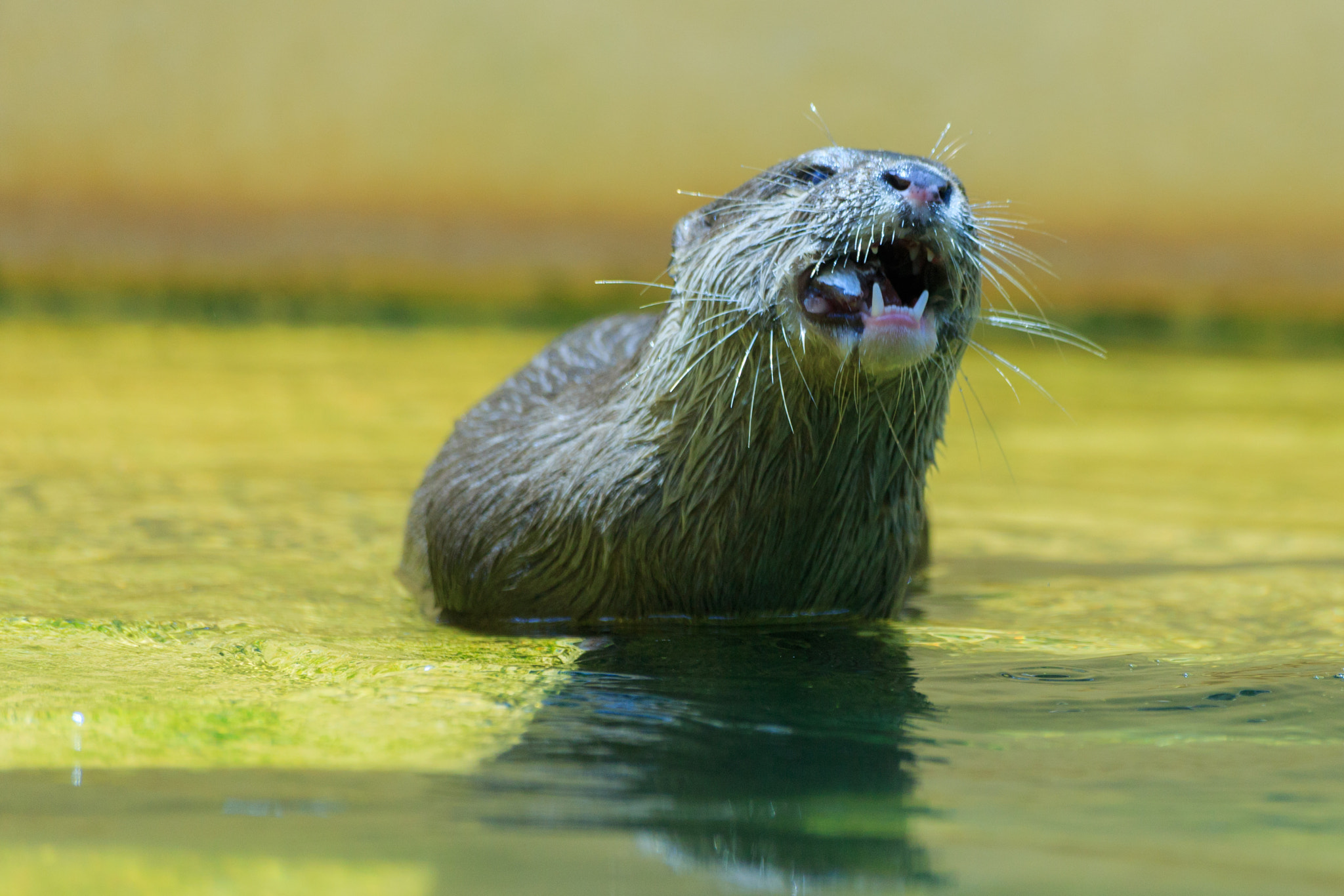 Sigma 70-300mm F4-5.6 APO DG Macro sample photo. Otter eating fish photography
