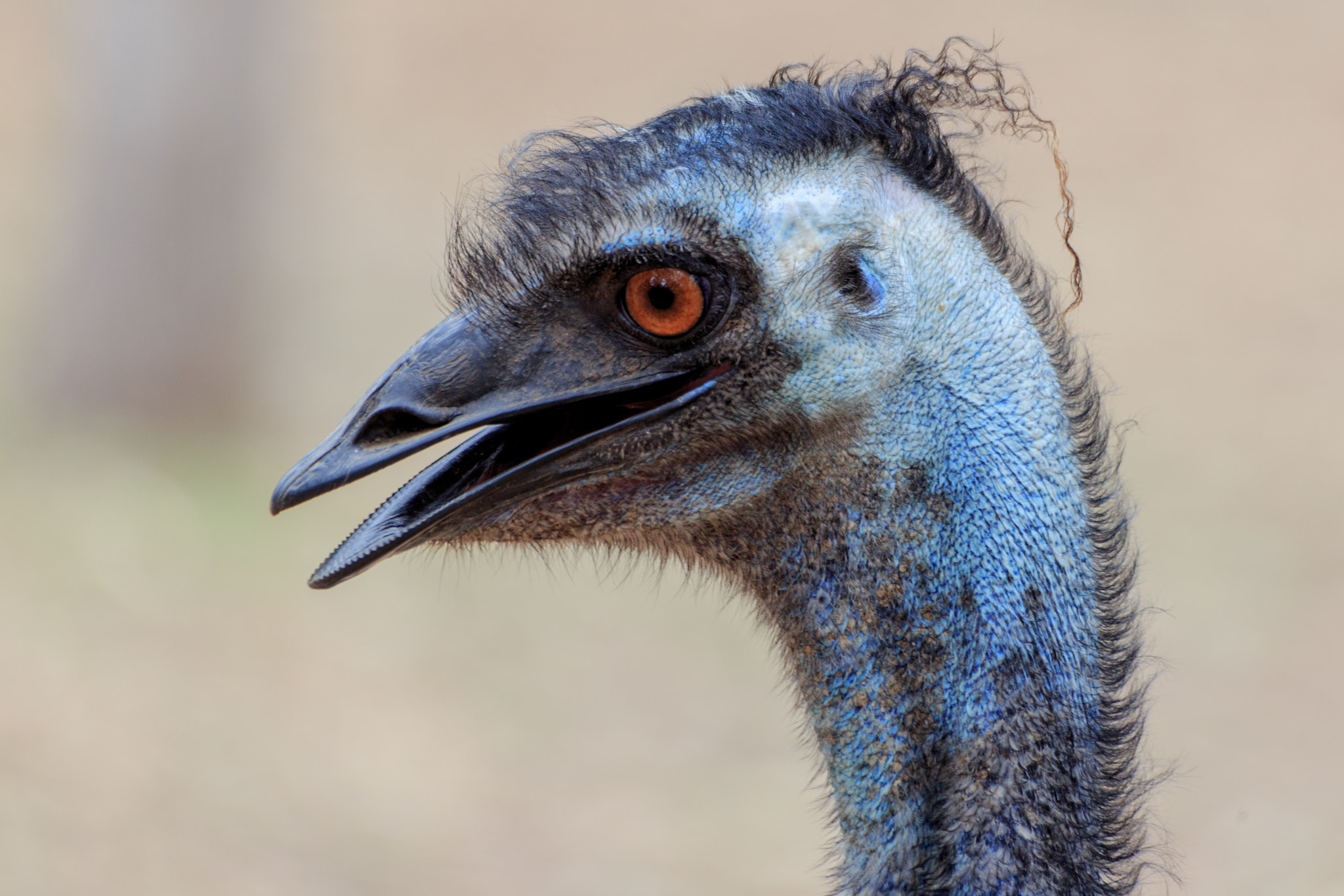 Sigma 70-300mm F4-5.6 APO DG Macro sample photo. Emu photography