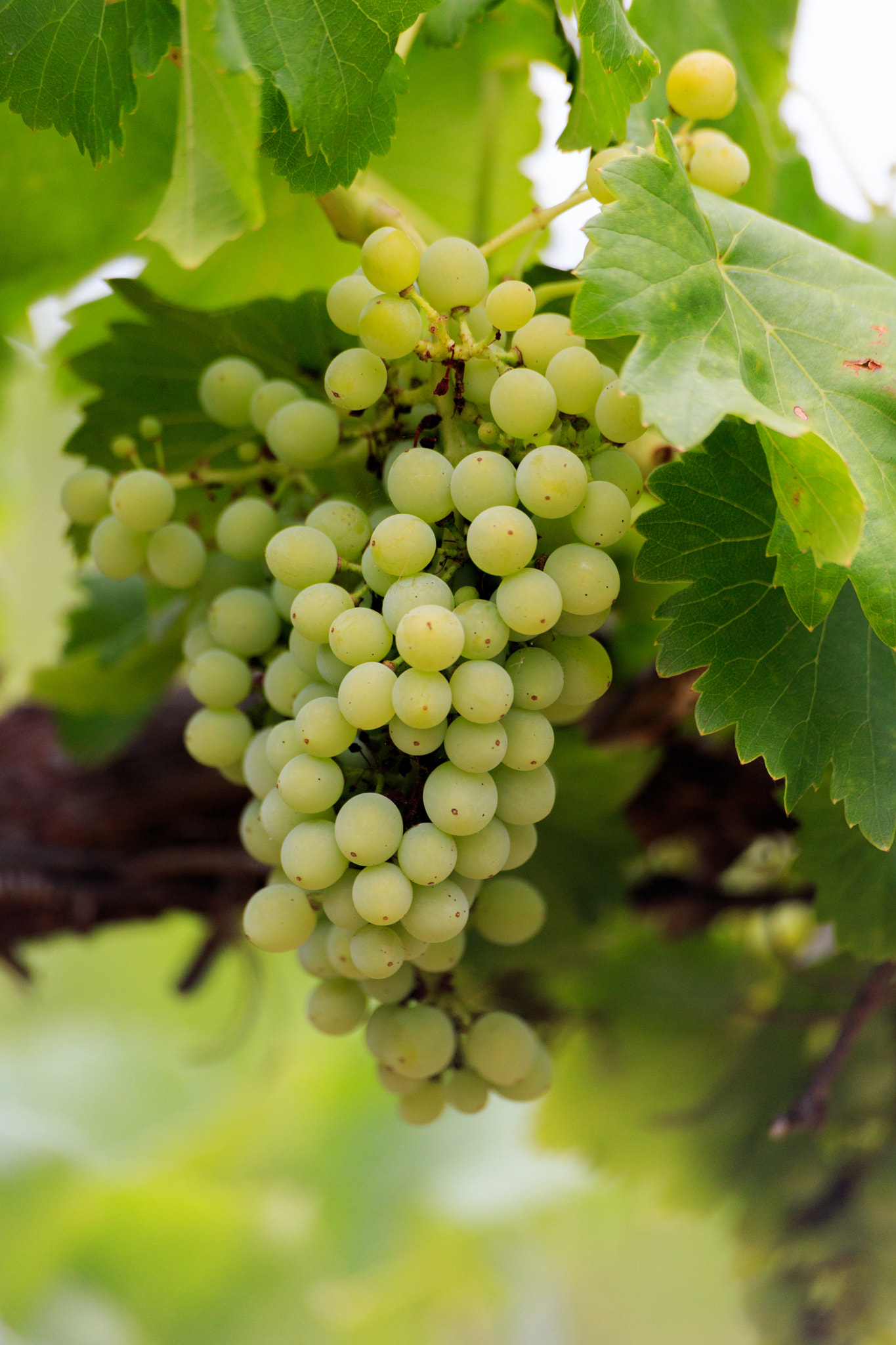 Sigma 70-300mm F4-5.6 APO DG Macro sample photo. Wine yard red earth photography