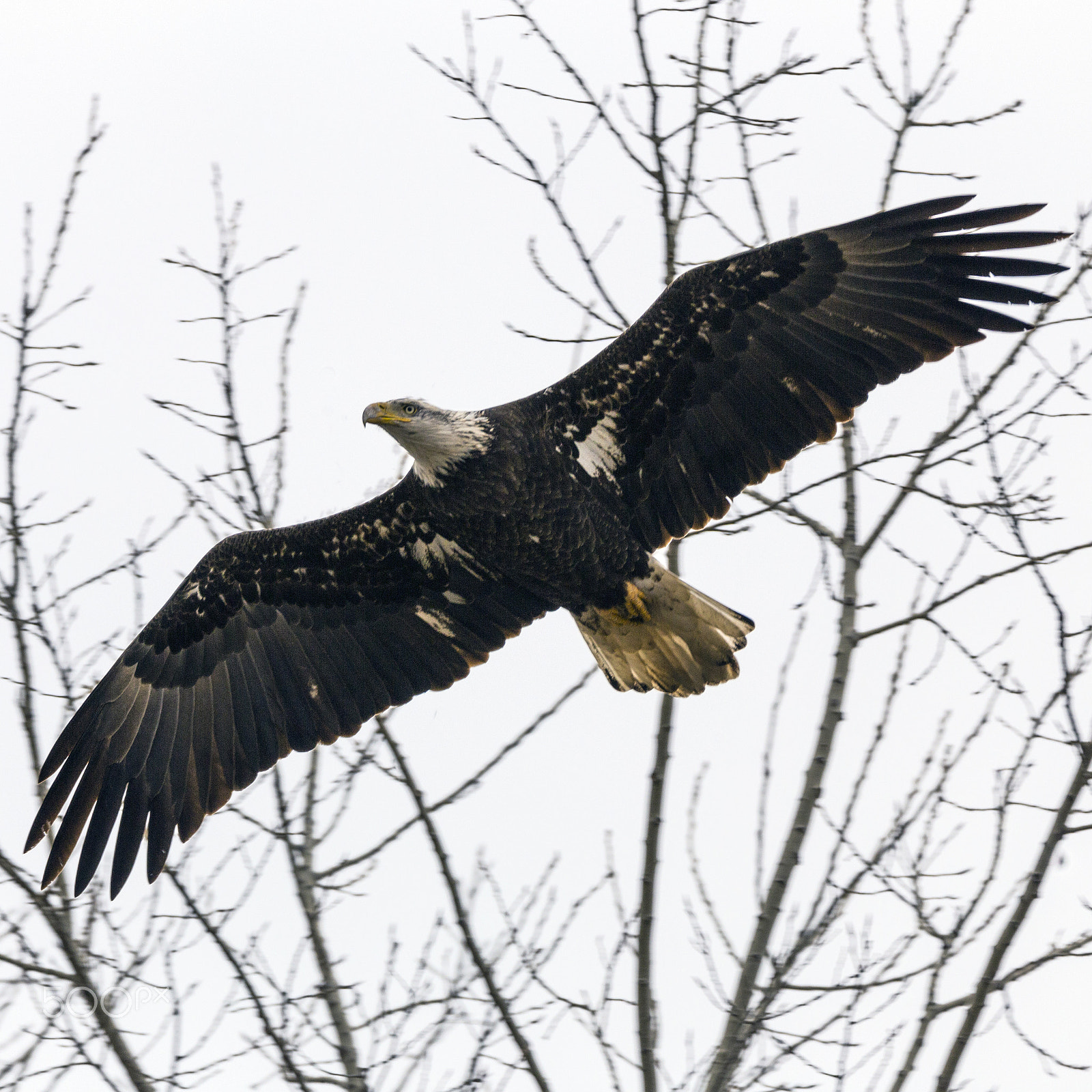 Canon EOS 6D + Tamron SP 150-600mm F5-6.3 Di VC USD sample photo. Bald eagle inflight - nowatermark photography