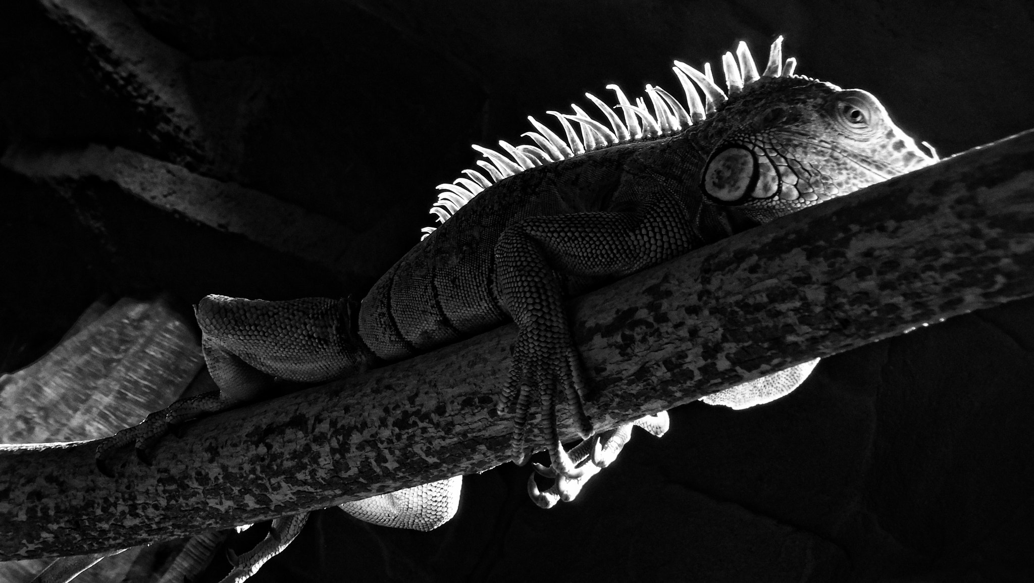 Fujifilm FinePix F550EXR sample photo. Iguana b&w photography