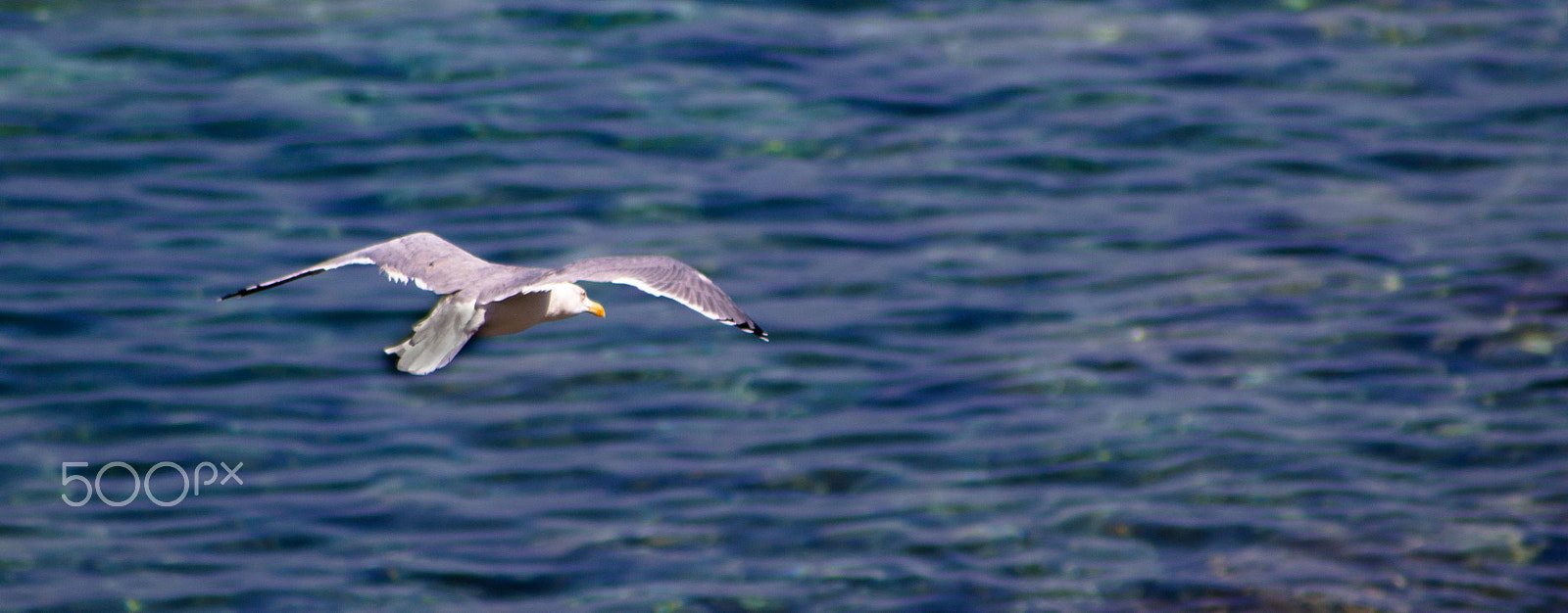 Canon EF 70-210mm f/3.5-4.5 USM sample photo. Seagull photography