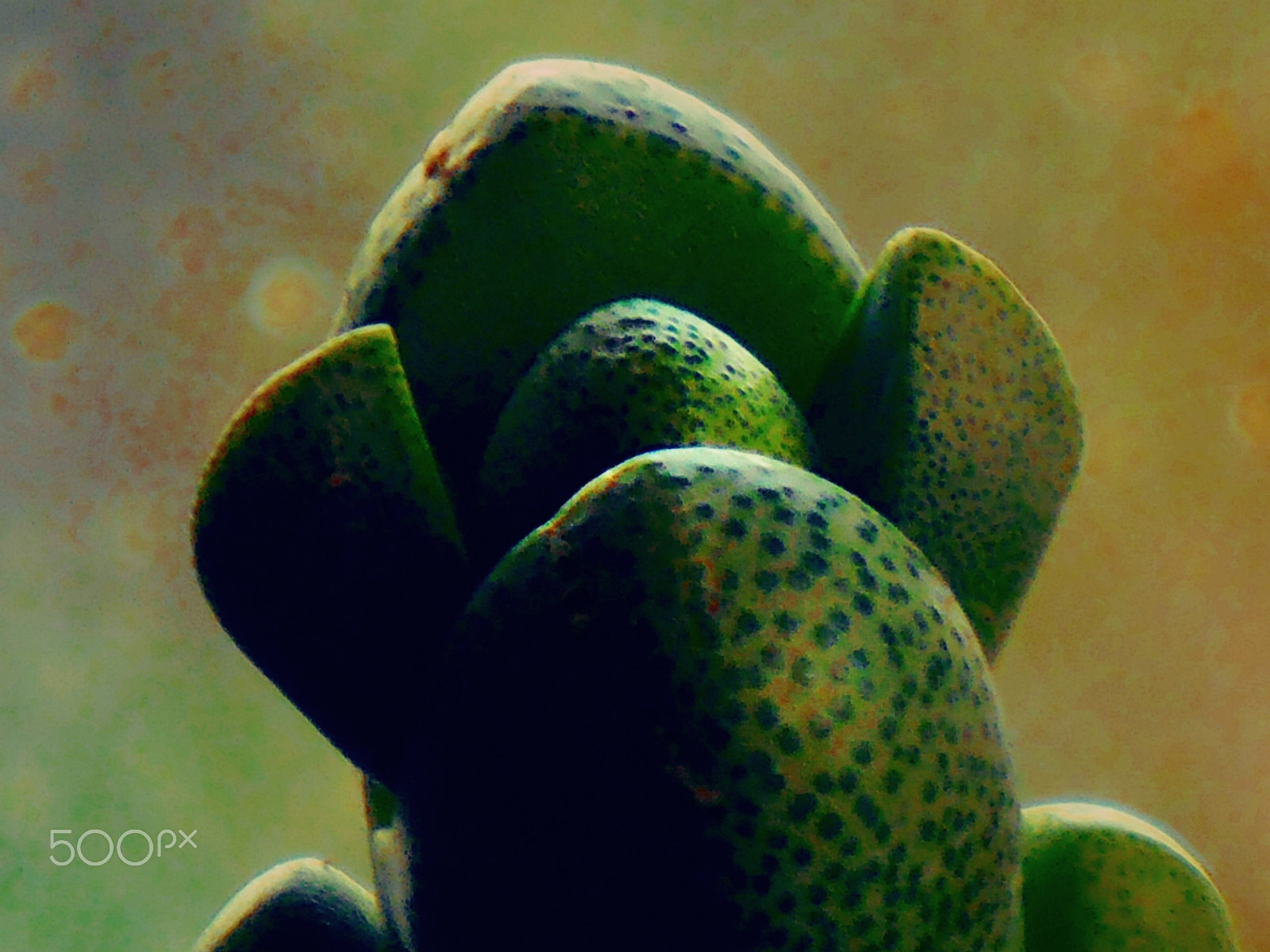 Olympus VR325,VR320,D725 sample photo. Succulent plant photography