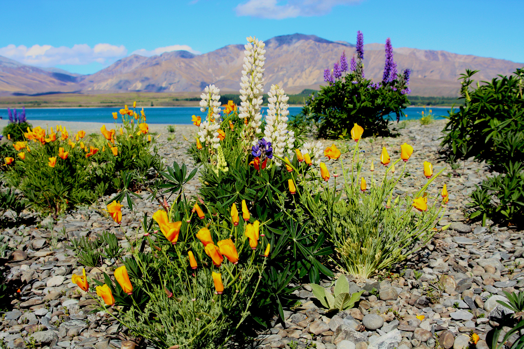 Canon EOS 450D (EOS Rebel XSi / EOS Kiss X2) + Tamron AF 28-200mm F3.8-5.6 XR Di Aspherical (IF) Macro sample photo. Purple & white lupins, lake tekapo photography