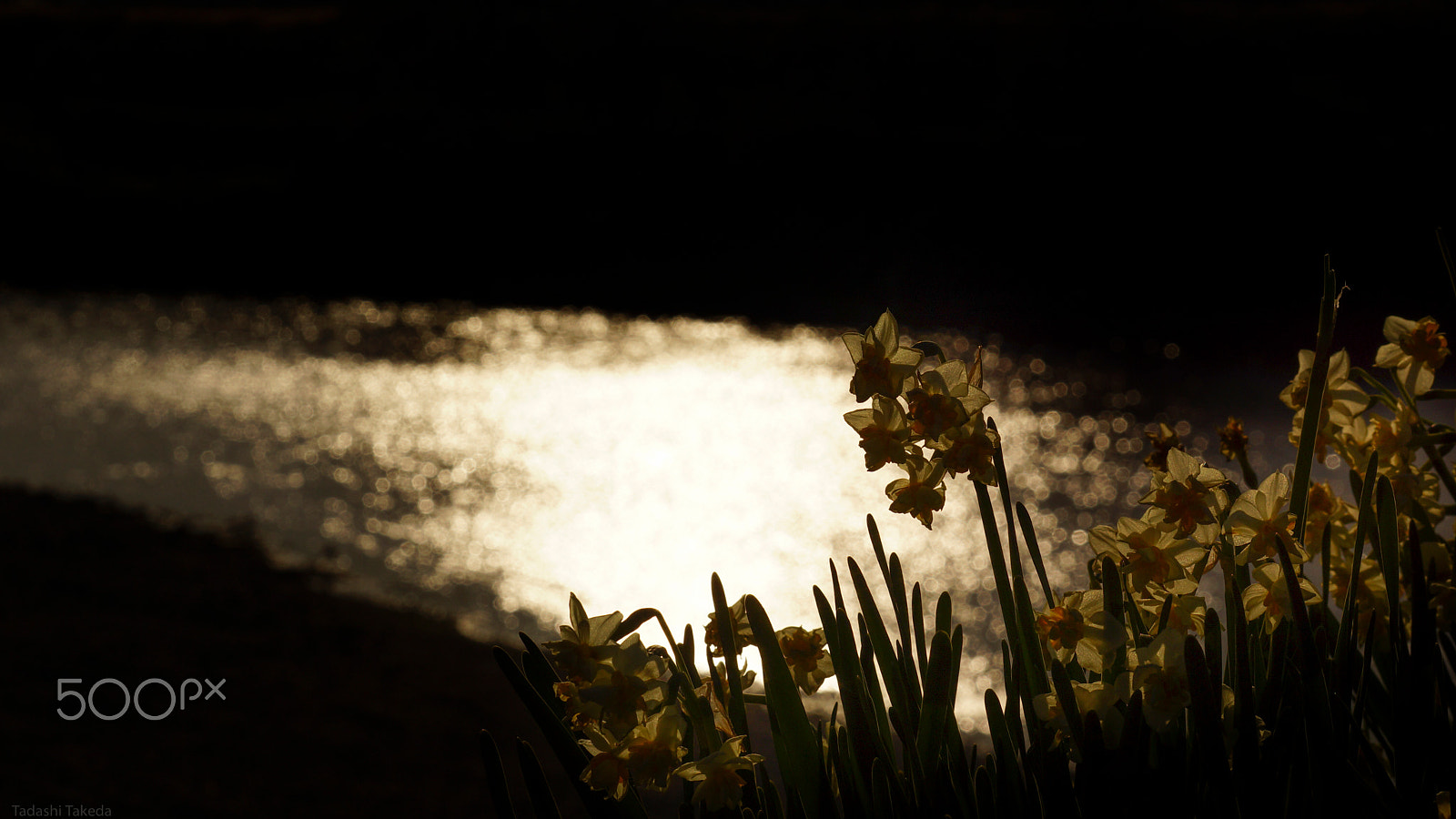 Sony DT 55-300mm F4.5-5.6 SAM sample photo. When the sparkling photography