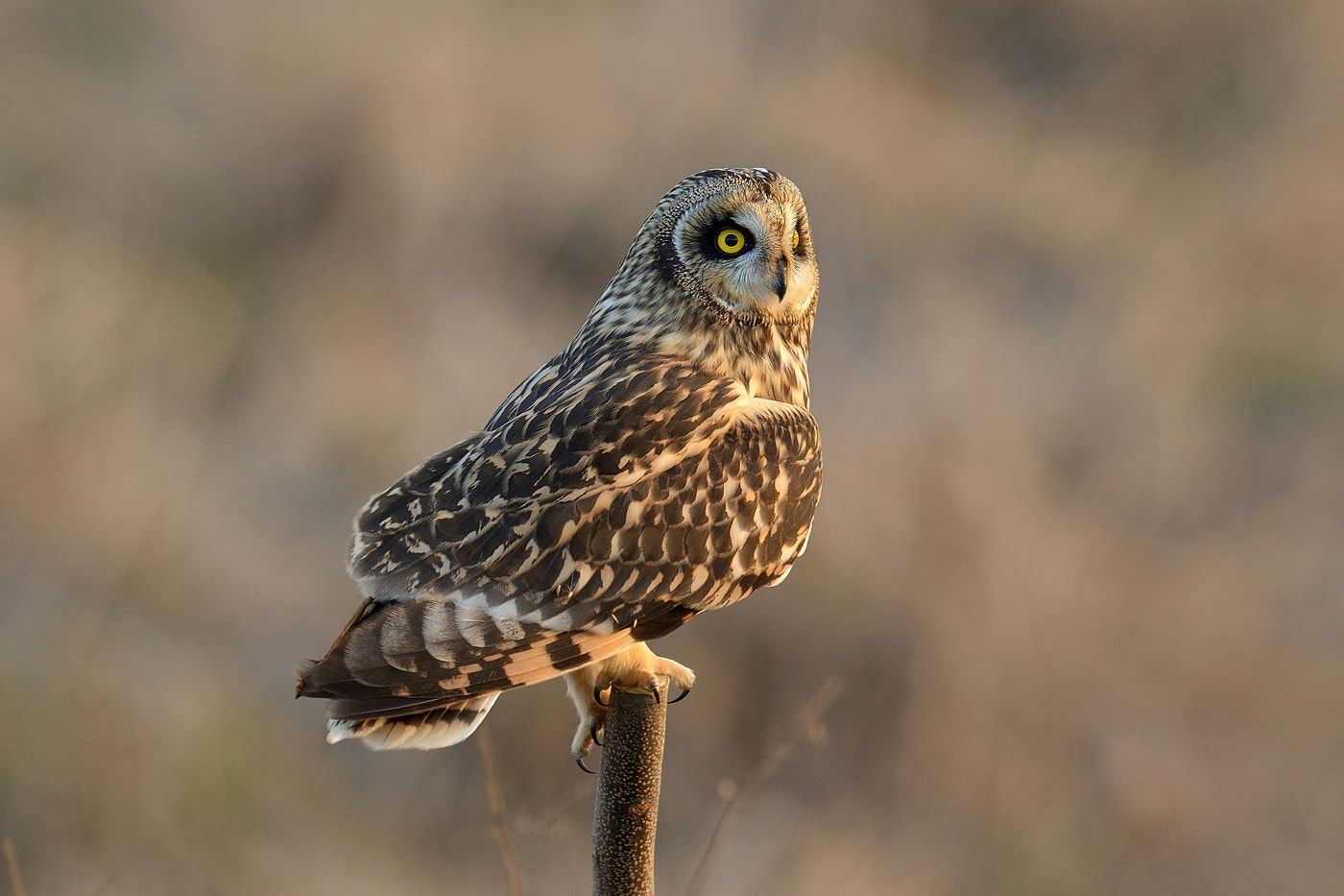 Nikon D800 + Nikon AF-S Nikkor 600mm F4G ED VR sample photo. Short-eared owl！ photography