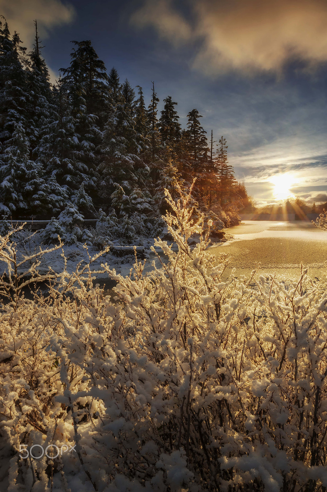 Pentax K-3 sample photo. Frosty branches photography