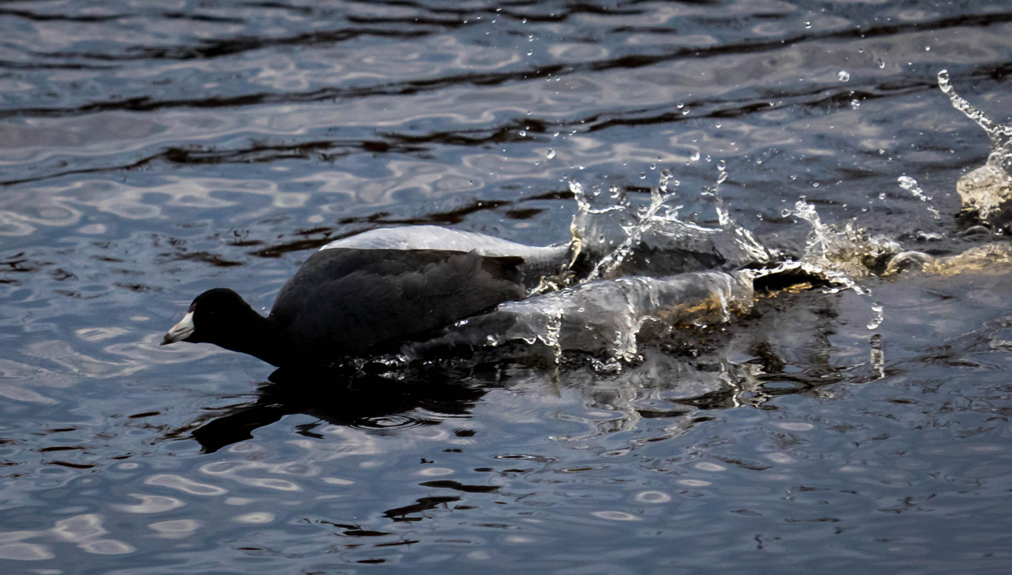 Canon EOS 750D (EOS Rebel T6i / EOS Kiss X8i) + Canon EF 100-400mm F4.5-5.6L IS USM sample photo. Coot at play photography