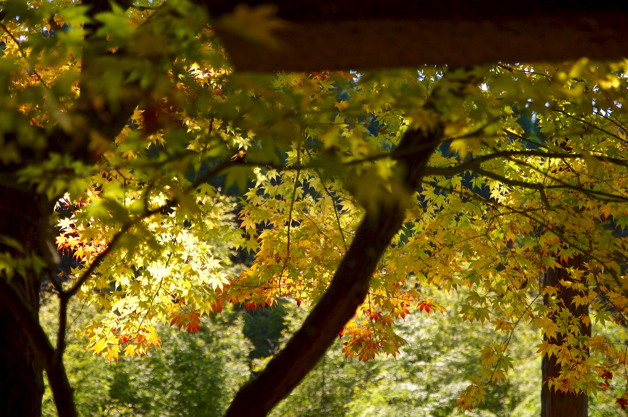 Sigma 17-70mm F2.8-4 DC Macro HSM Contemporary sample photo. Yellow goodwill photography