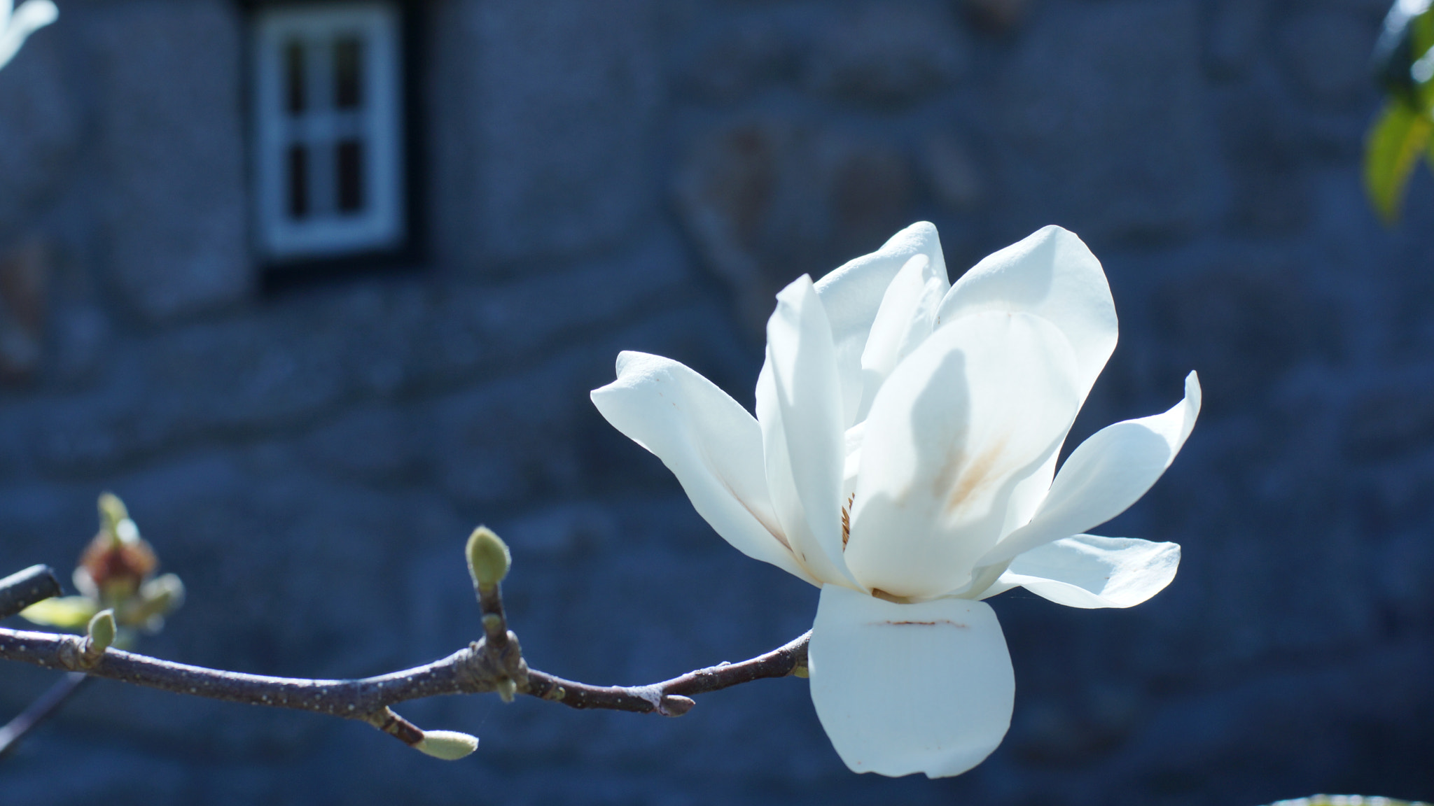 Sony SLT-A65 (SLT-A65V) + Sony 50mm F1.4 sample photo. Single photography