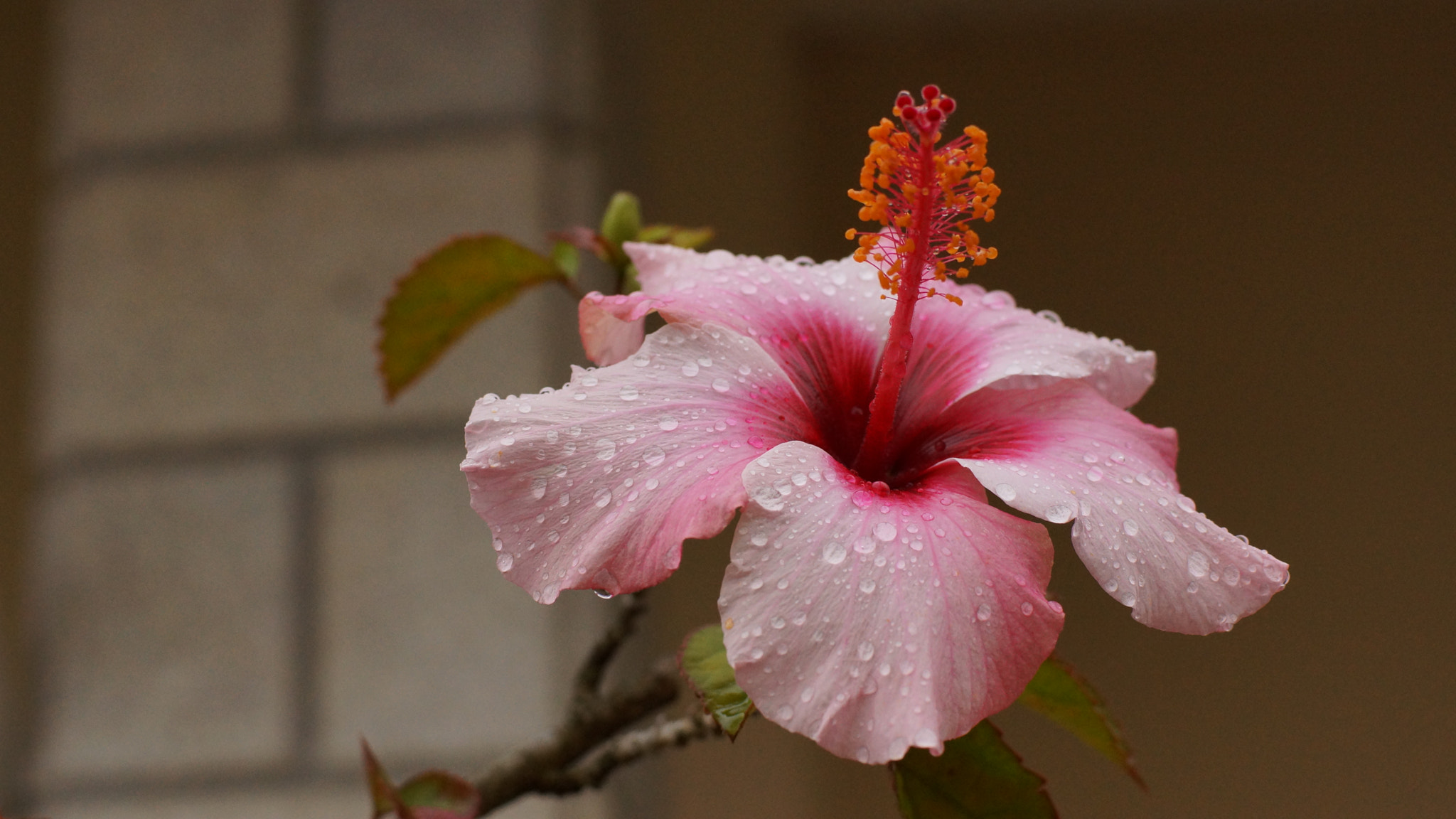 Sony SLT-A65 (SLT-A65V) + Sony 50mm F1.4 sample photo. Rain on me photography