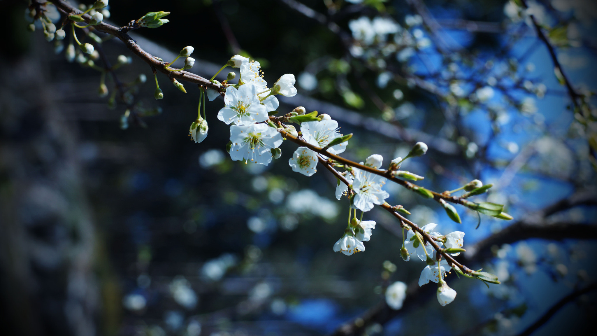 Sony SLT-A65 (SLT-A65V) + Minolta AF 50mm F1.4 [New] sample photo. Bloom photography