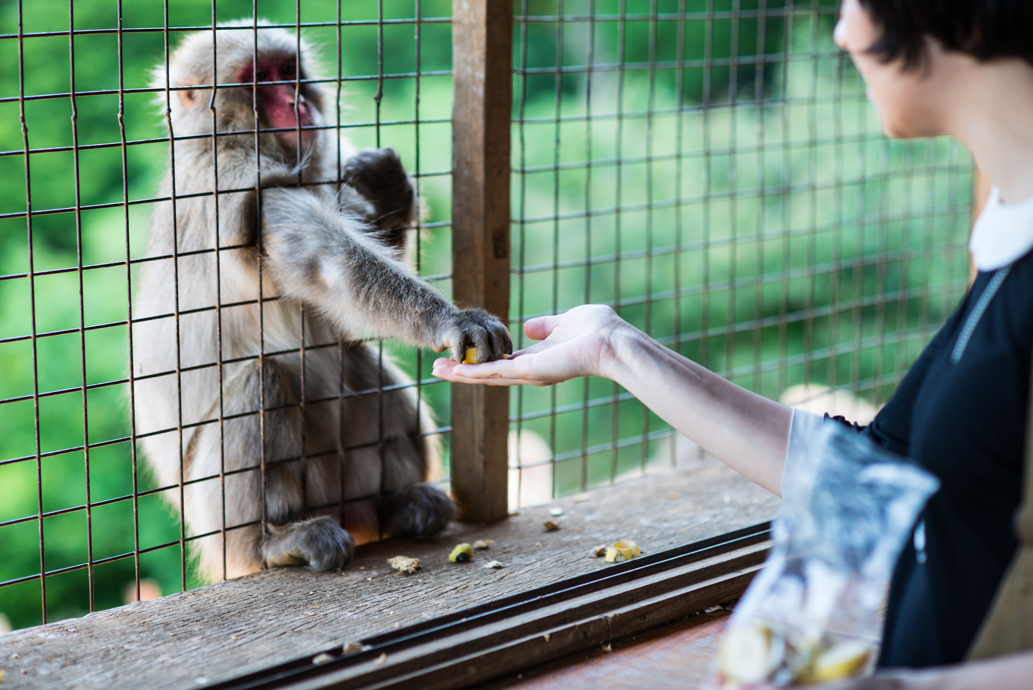 Nikon D800E + Nikon AF Nikkor 85mm F1.8D sample photo. Feeding time photography