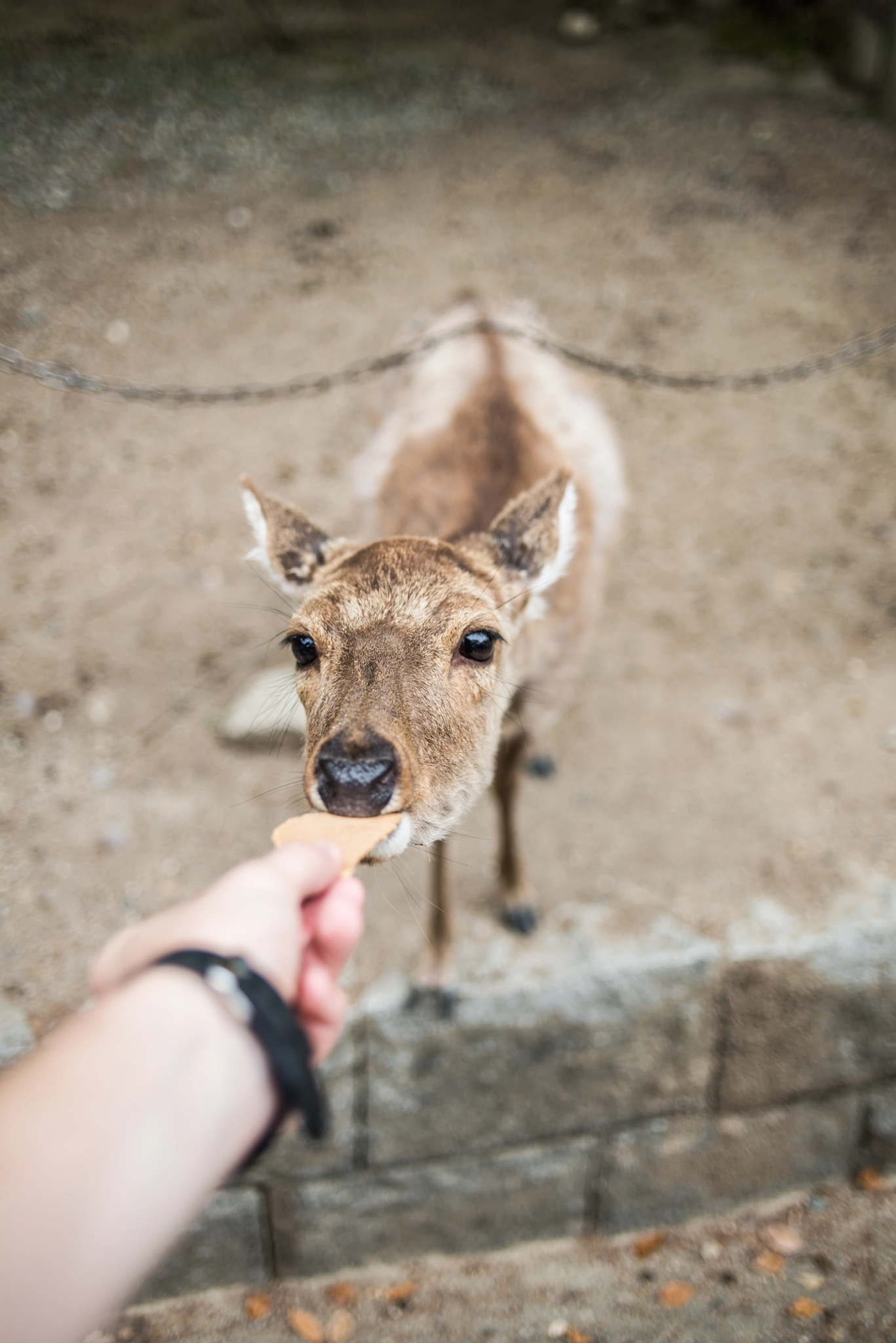 Nikon D800E + Nikon AF Nikkor 35mm F2D sample photo. Deer photography