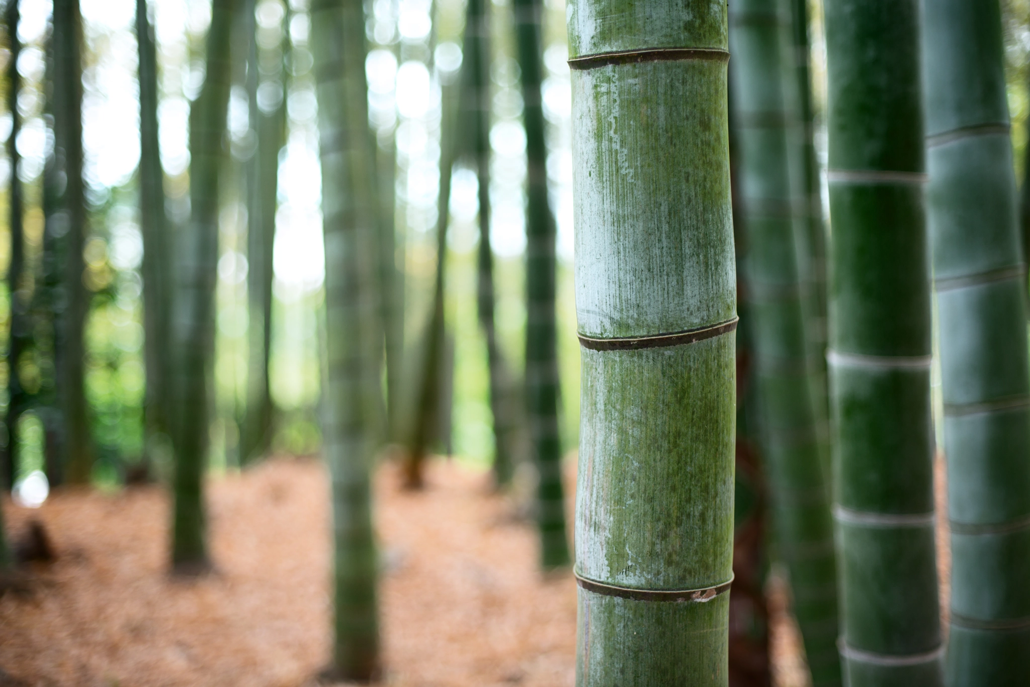 Nikon D800E + Nikon AF Nikkor 50mm F1.4D sample photo. Bamboo forest photography