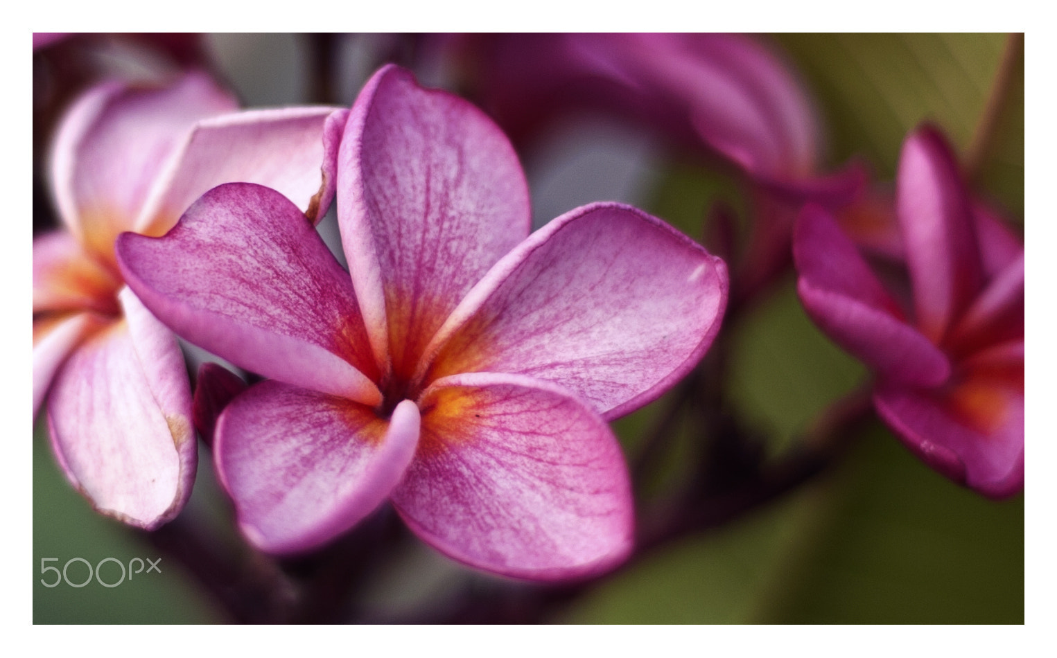 Nikon D2Hs + Nikon AF Nikkor 50mm F1.8D sample photo. Plumeria photography