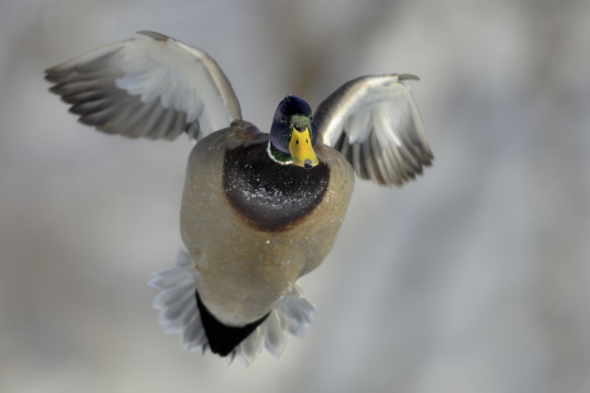 Nikon AF-S Nikkor 300mm F2.8G ED-IF VR sample photo. Mallard drake photography