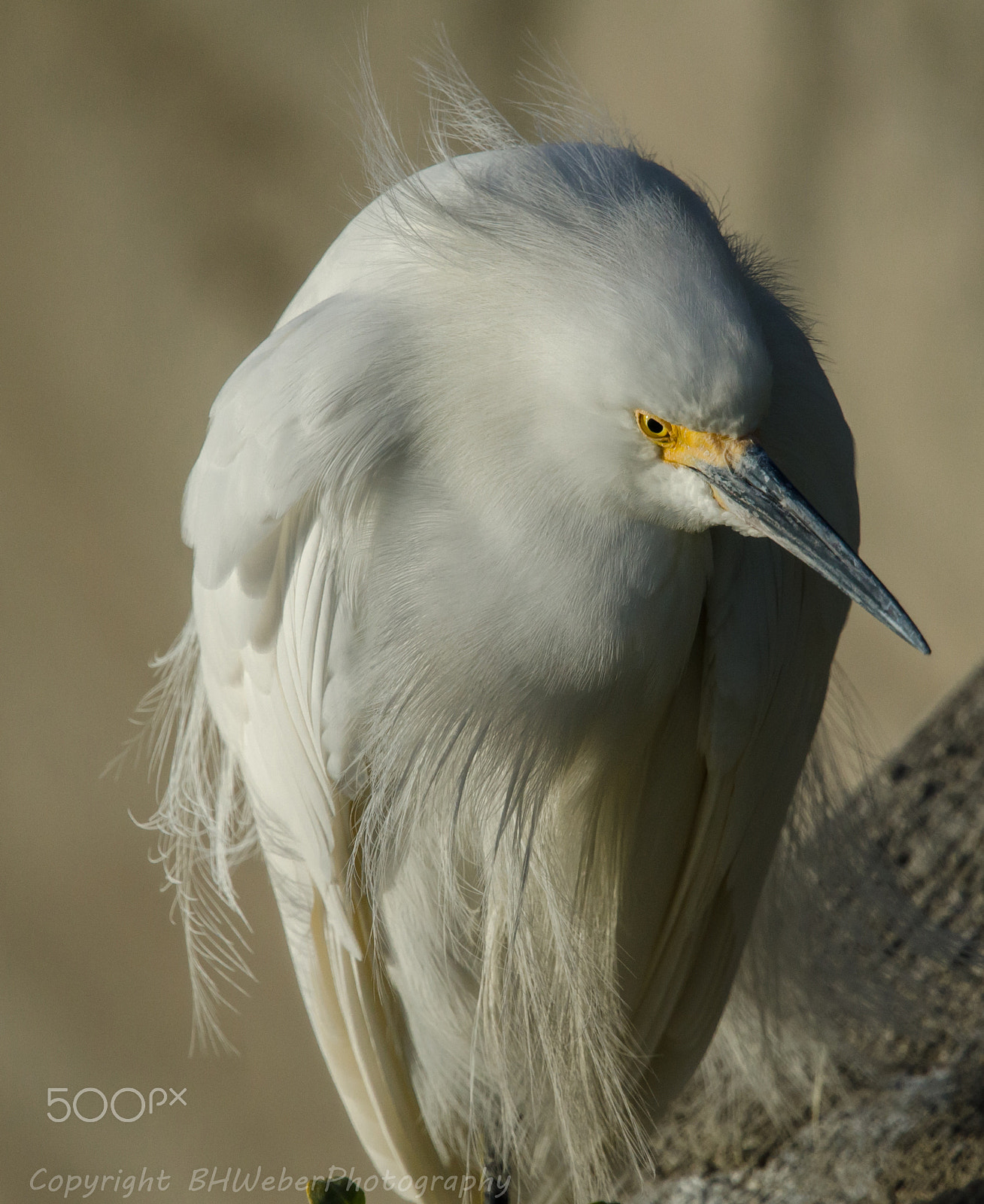 Nikon Nikkor AF-S 300mm F4E PF ED VR sample photo. Snowy egret pose photography