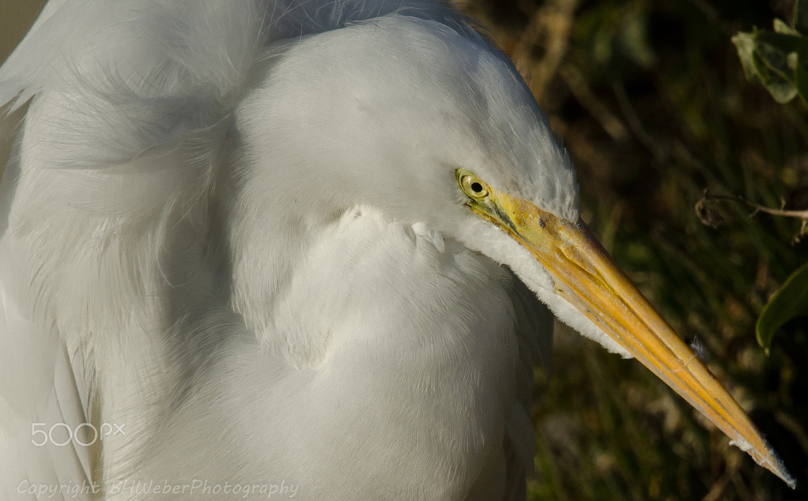 Nikon Nikkor AF-S 300mm F4E PF ED VR sample photo. Eye of the egret photography