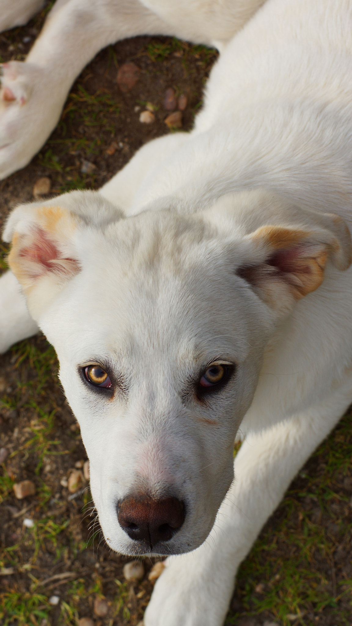 Sony SLT-A65 (SLT-A65V) + Minolta AF 50mm F1.4 [New] sample photo. His eyes photography