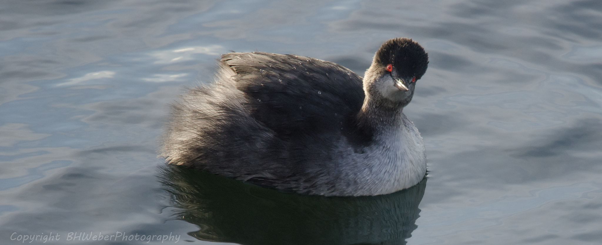 Nikon Nikkor AF-S 300mm F4E PF ED VR sample photo. Grebe photography